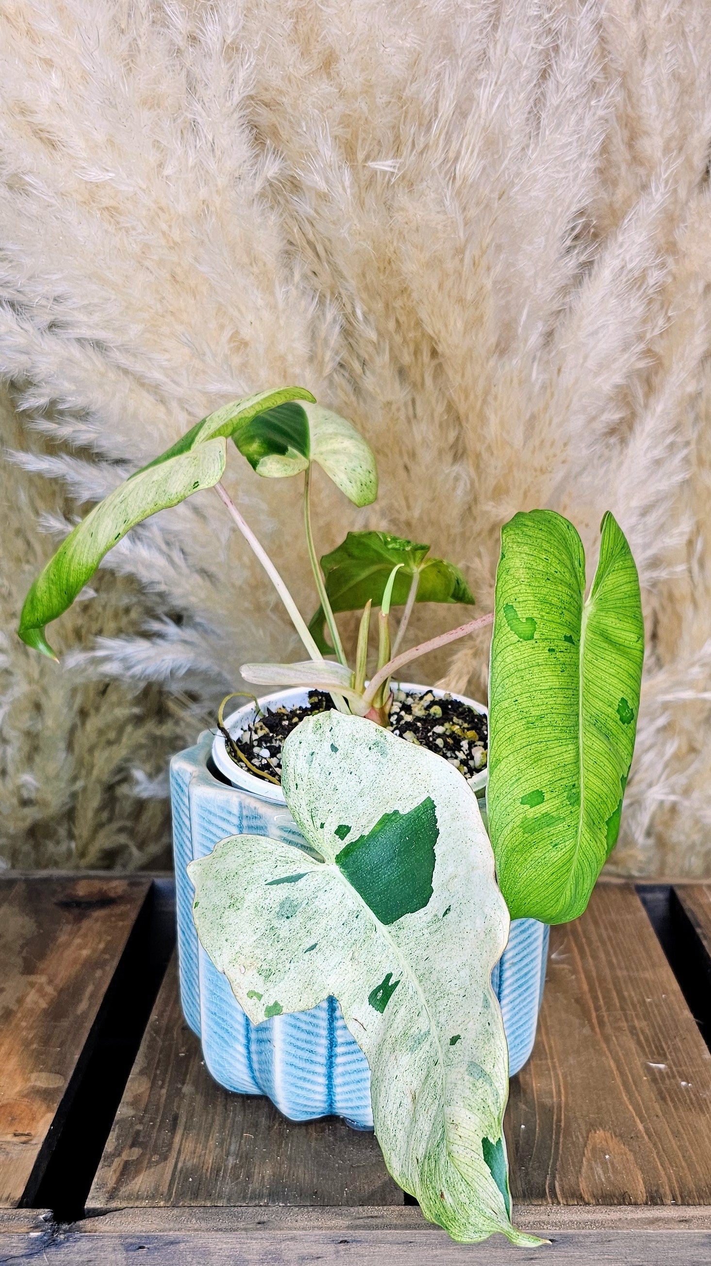 Philodendron Burle Marx Mint (WP12)