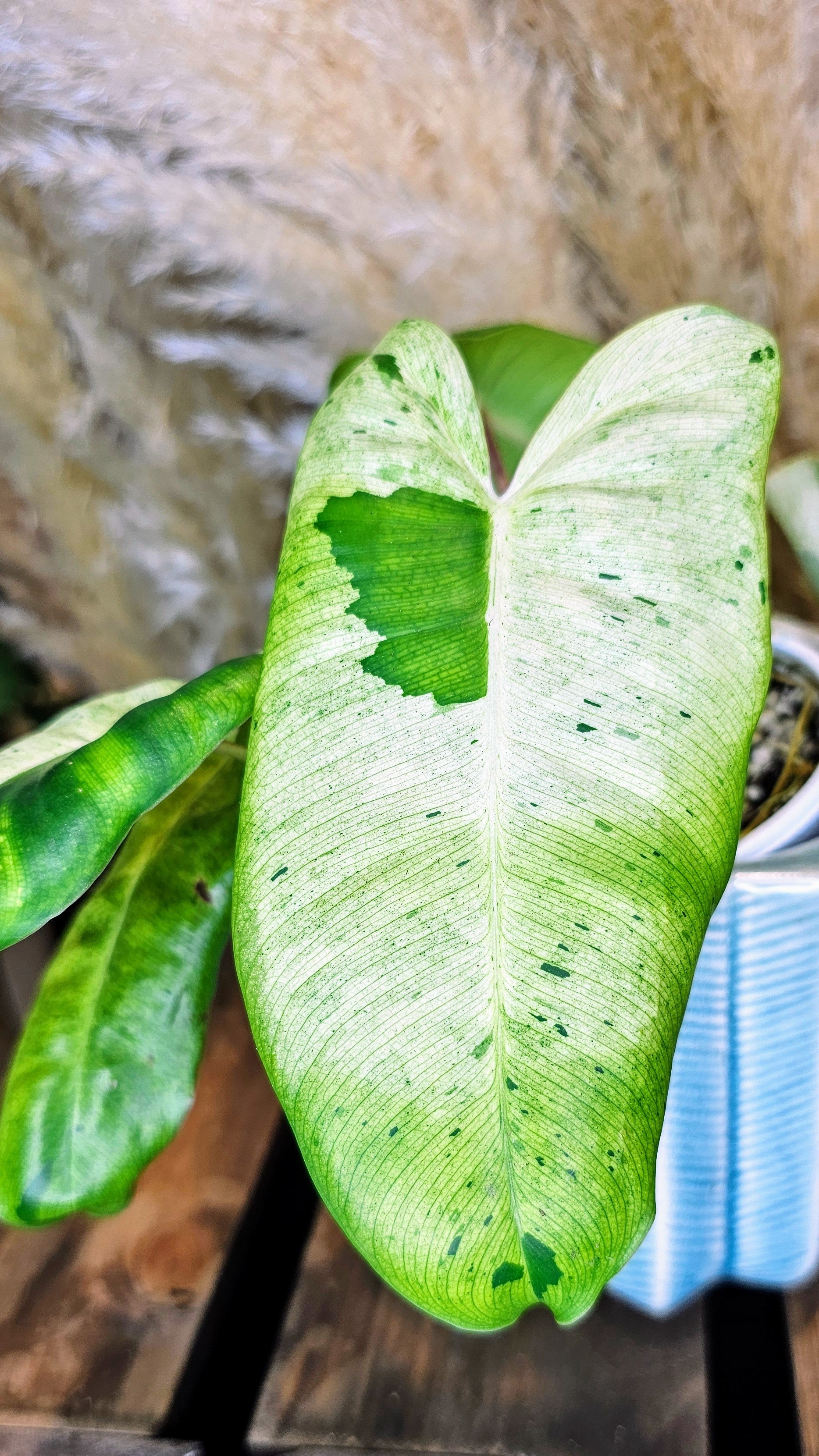 Philodendron Burle Marx Mint (WP12)