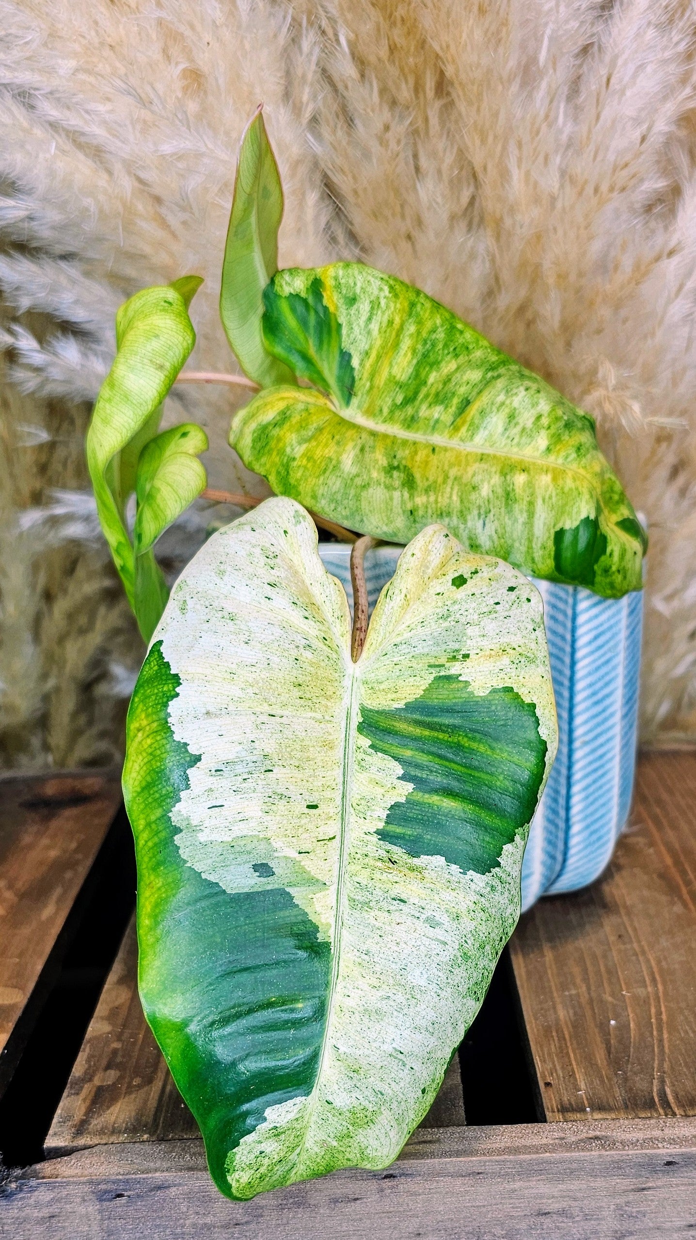 Philodendron Burle Marx Mint (WP13)