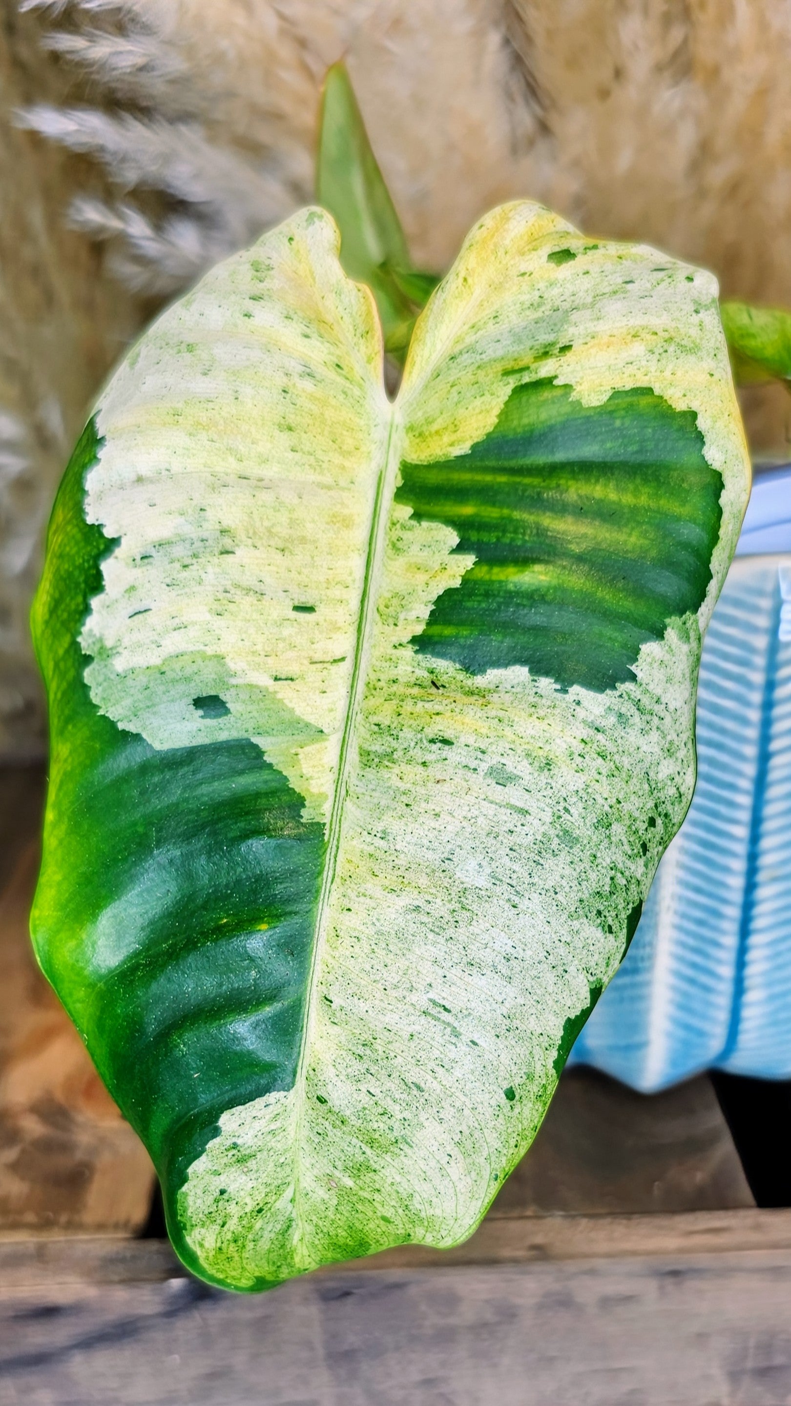 Philodendron Burle Marx Mint (WP13)