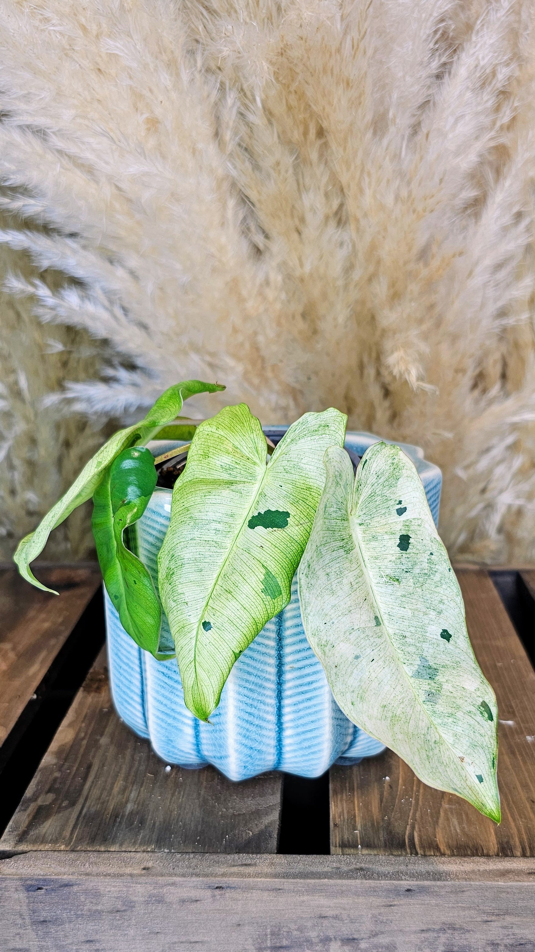 Philodendron Burle Marx Mint (WP14)