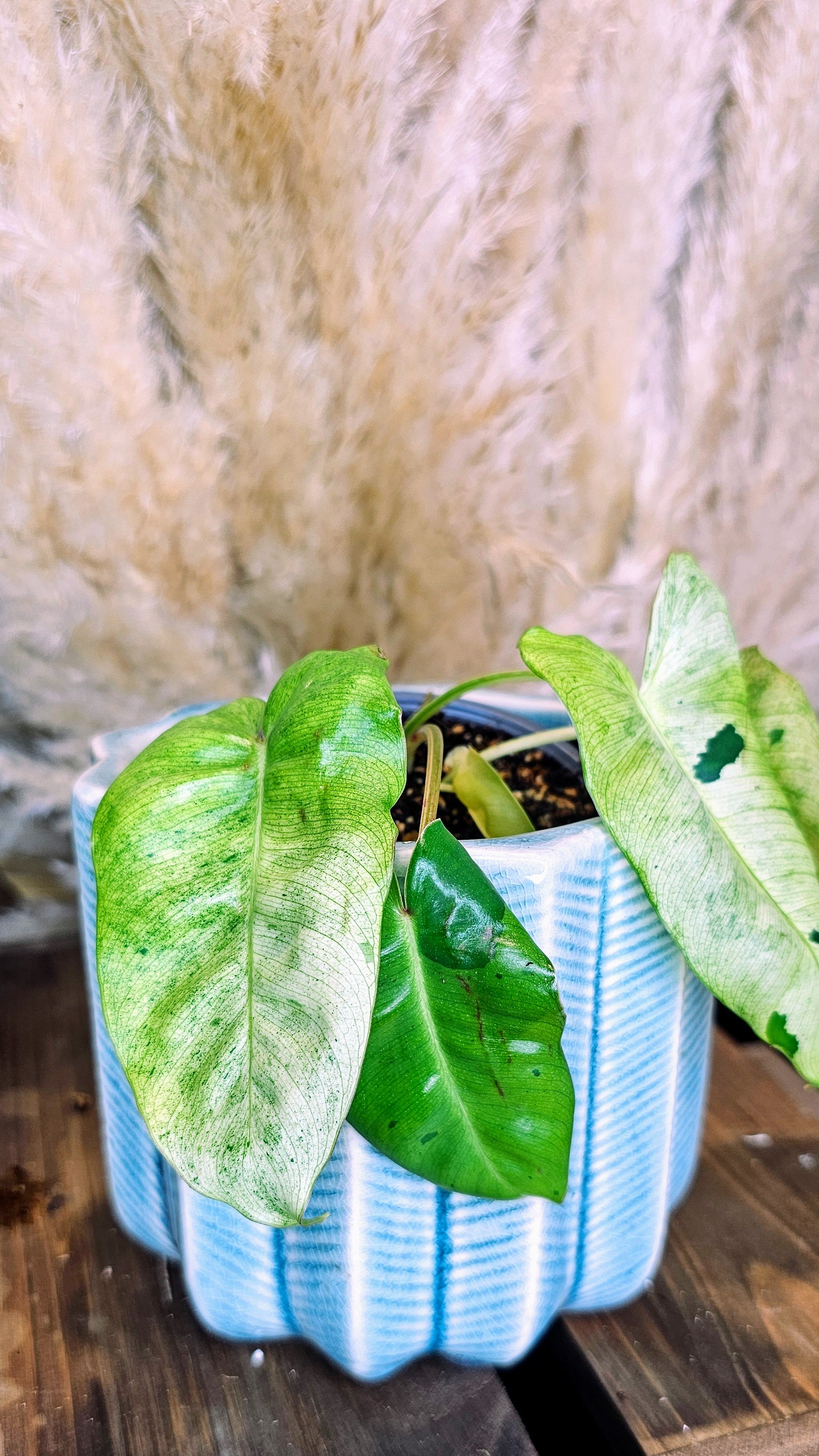 Philodendron Burle Marx Mint (WP14)