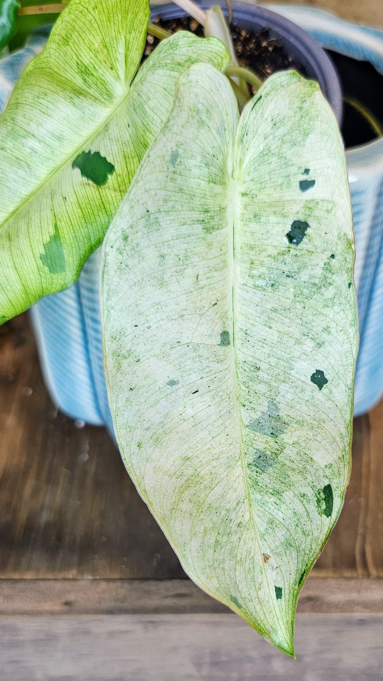 Philodendron Burle Marx Mint (WP14)