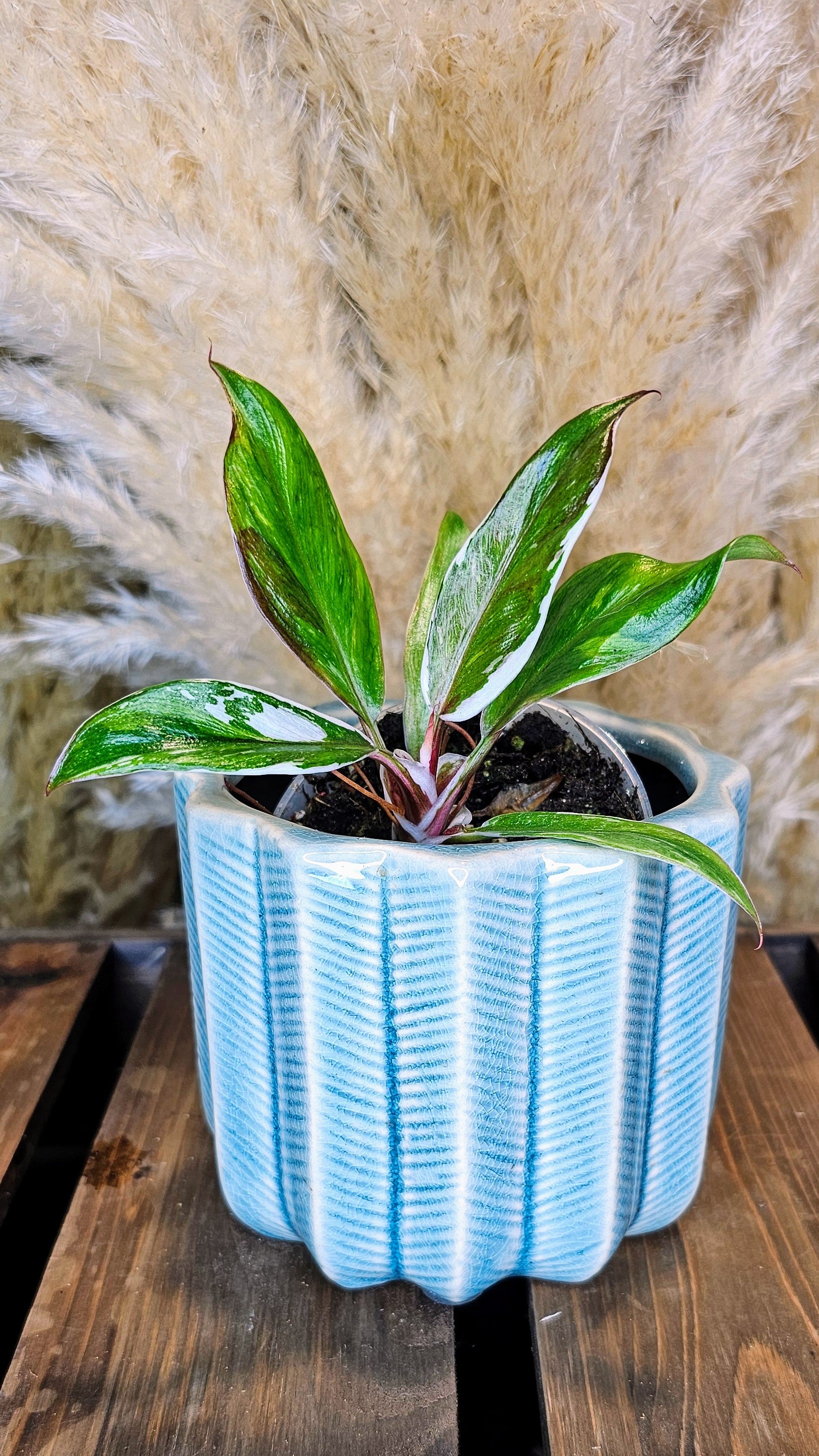 Philodendron White Knight Albomarginata (WP15)