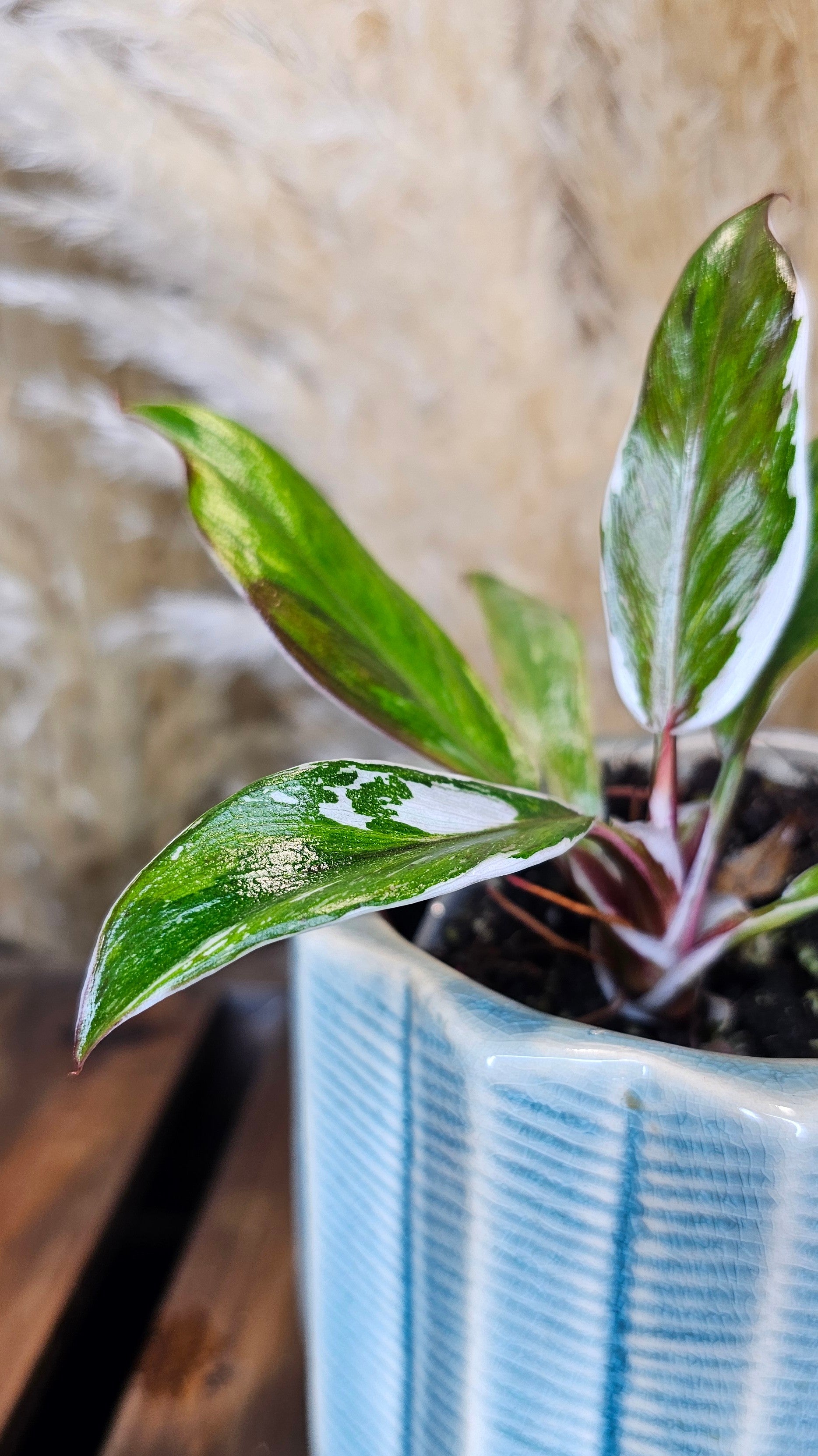Philodendron White Knight Albomarginata (WP15)