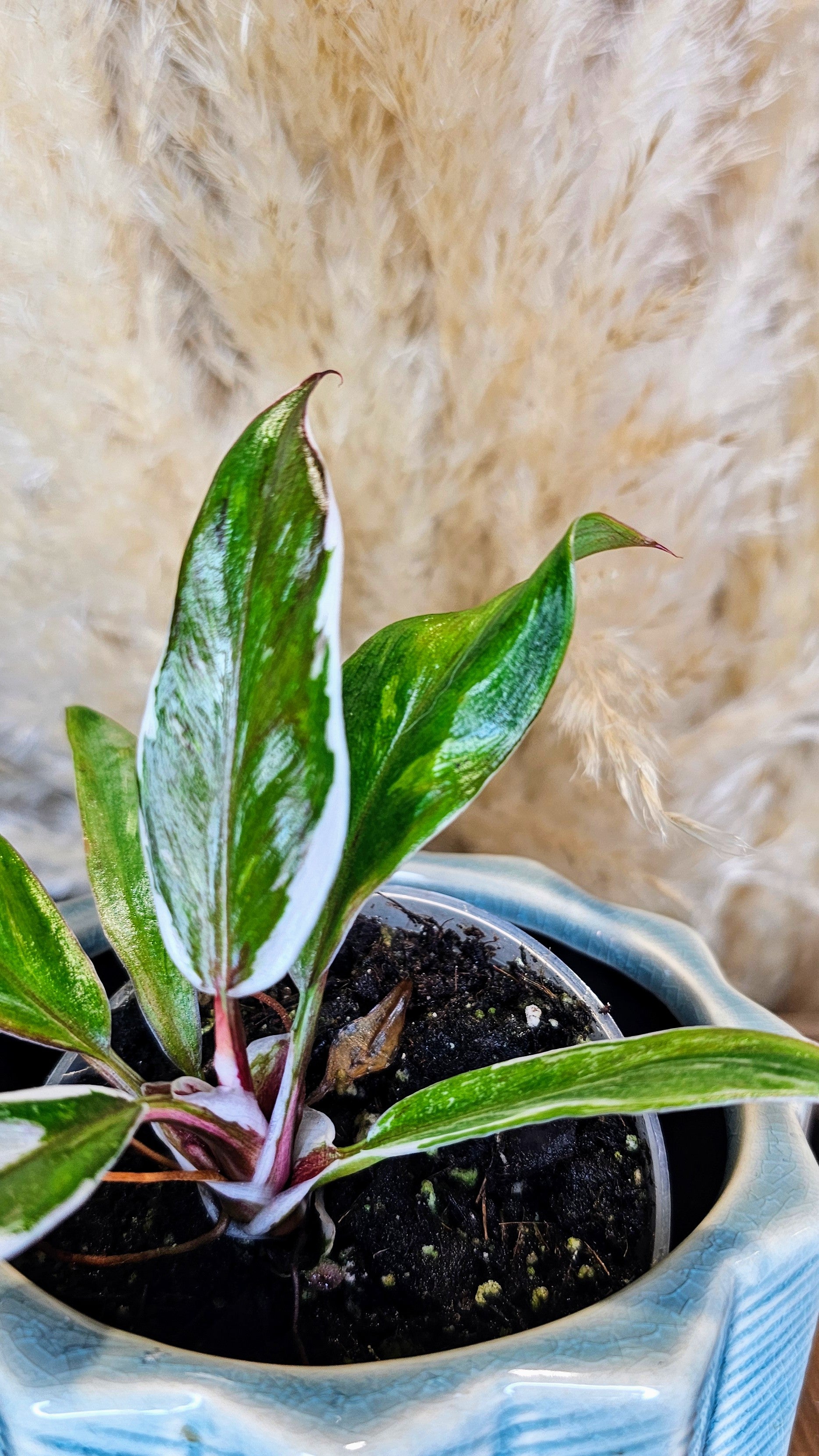 Philodendron White Knight Albomarginata (WP15)