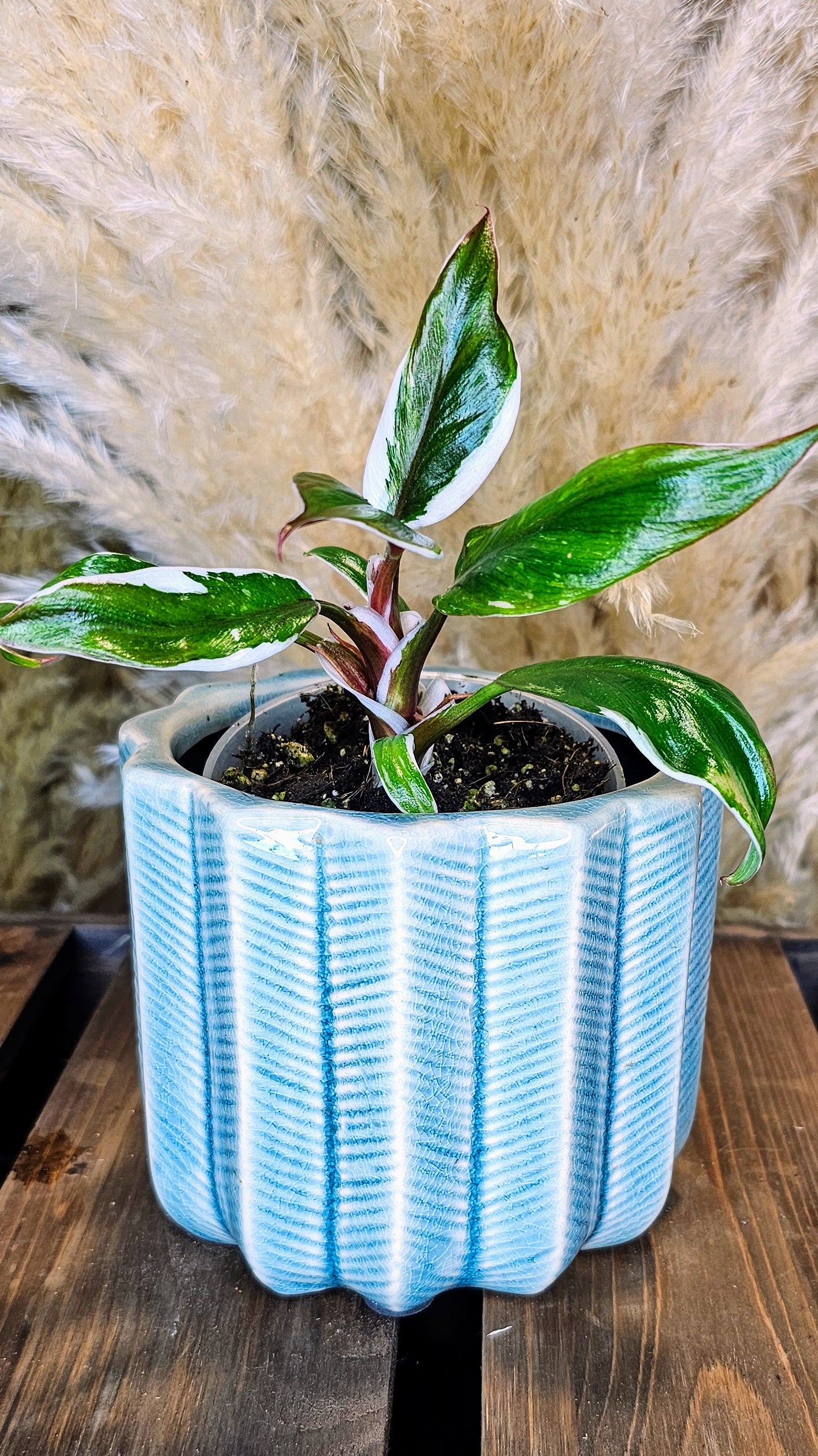 Philodendron White Knight Albomarginata (WP16)