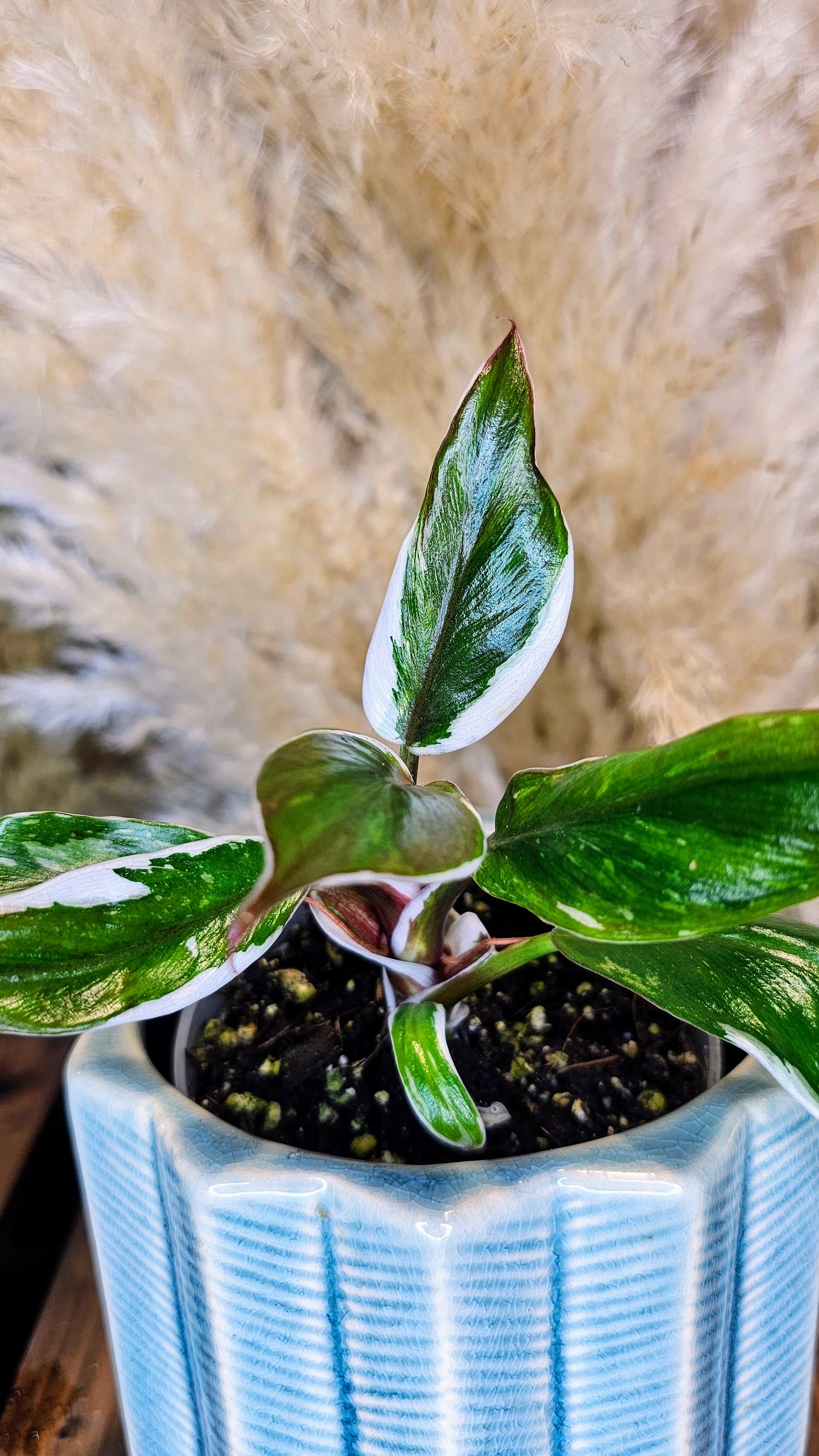 Philodendron White Knight Albomarginata (WP16)
