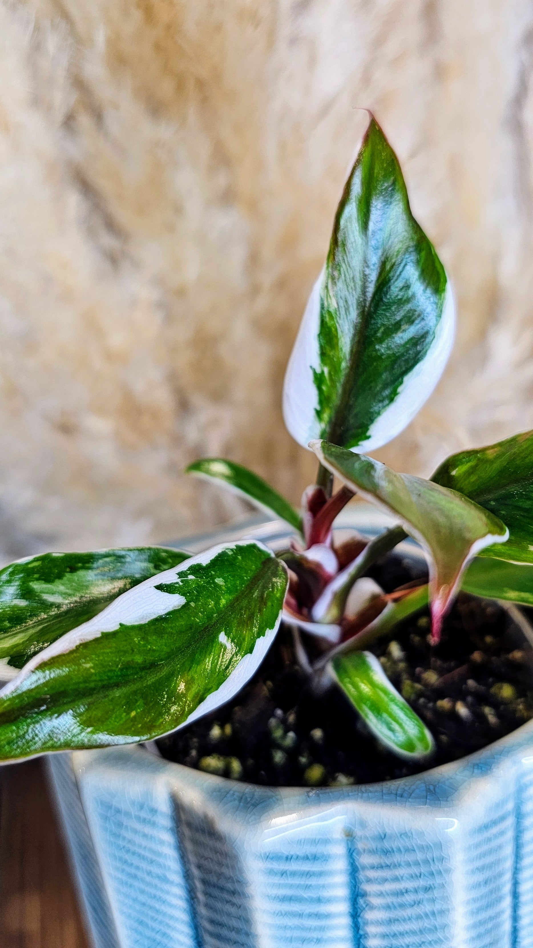 Philodendron White Knight Albomarginata (WP16)
