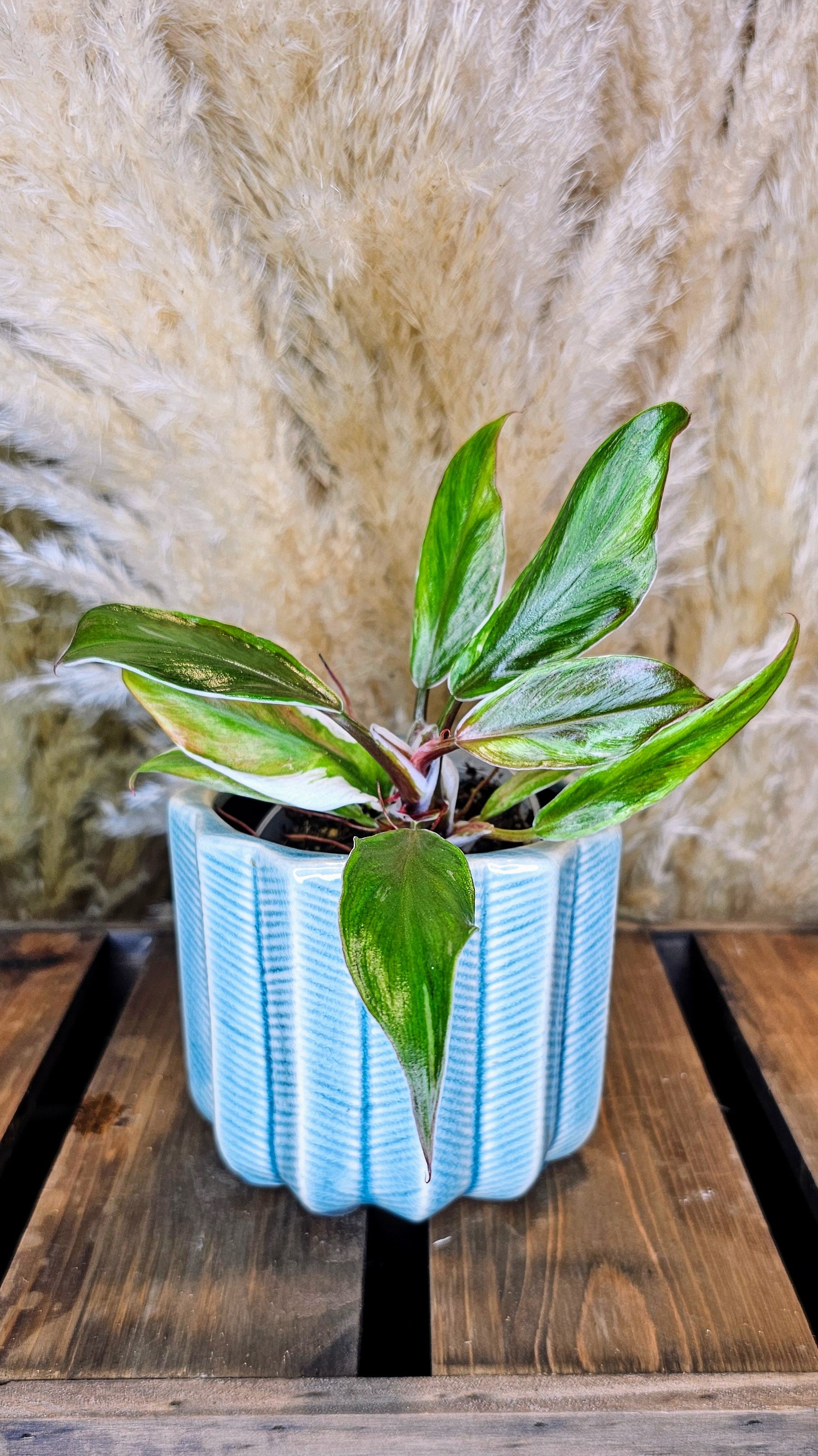 Philodendron White Knight Albomarginata (WP17)