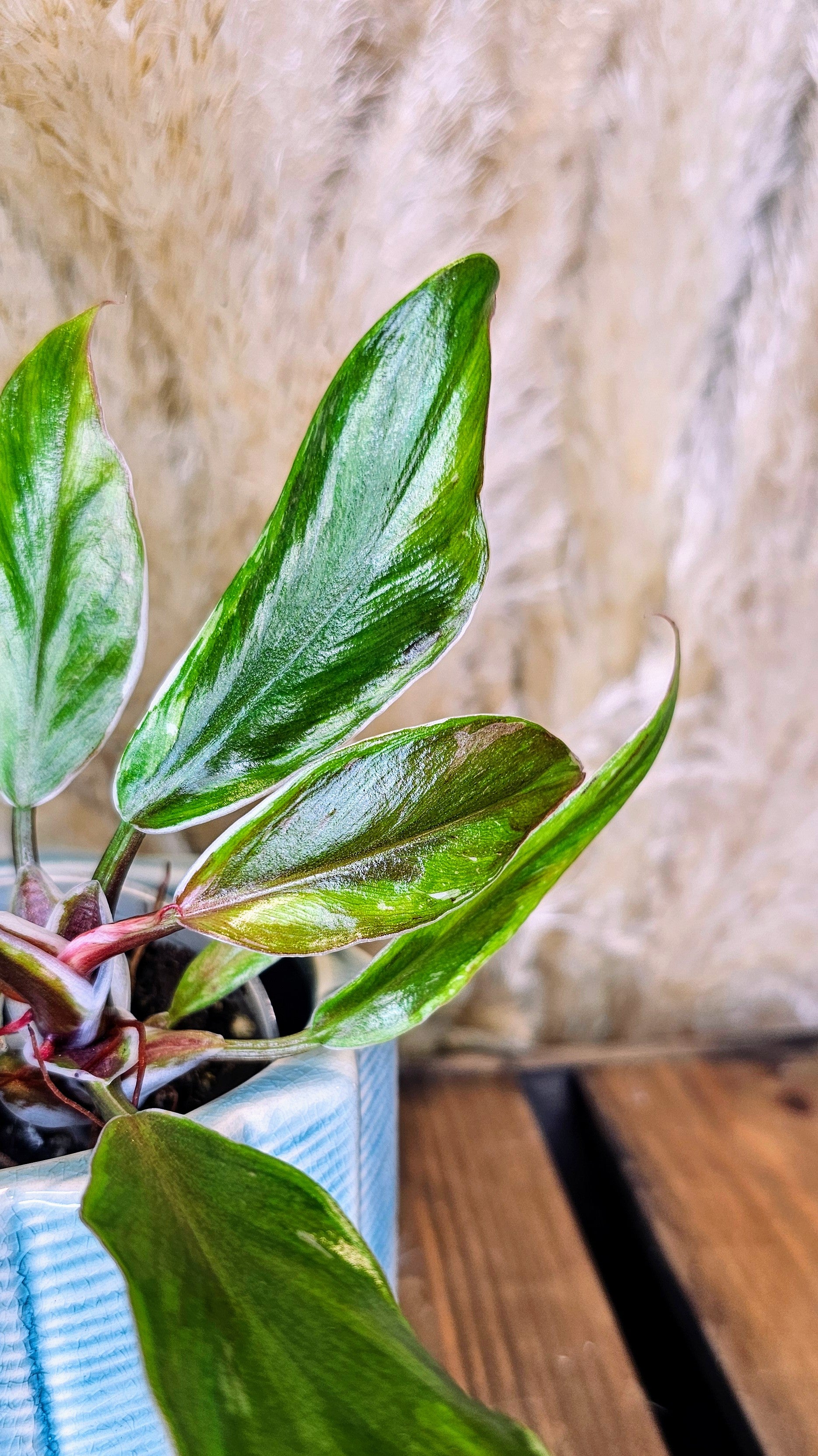 Philodendron White Knight Albomarginata (WP17)
