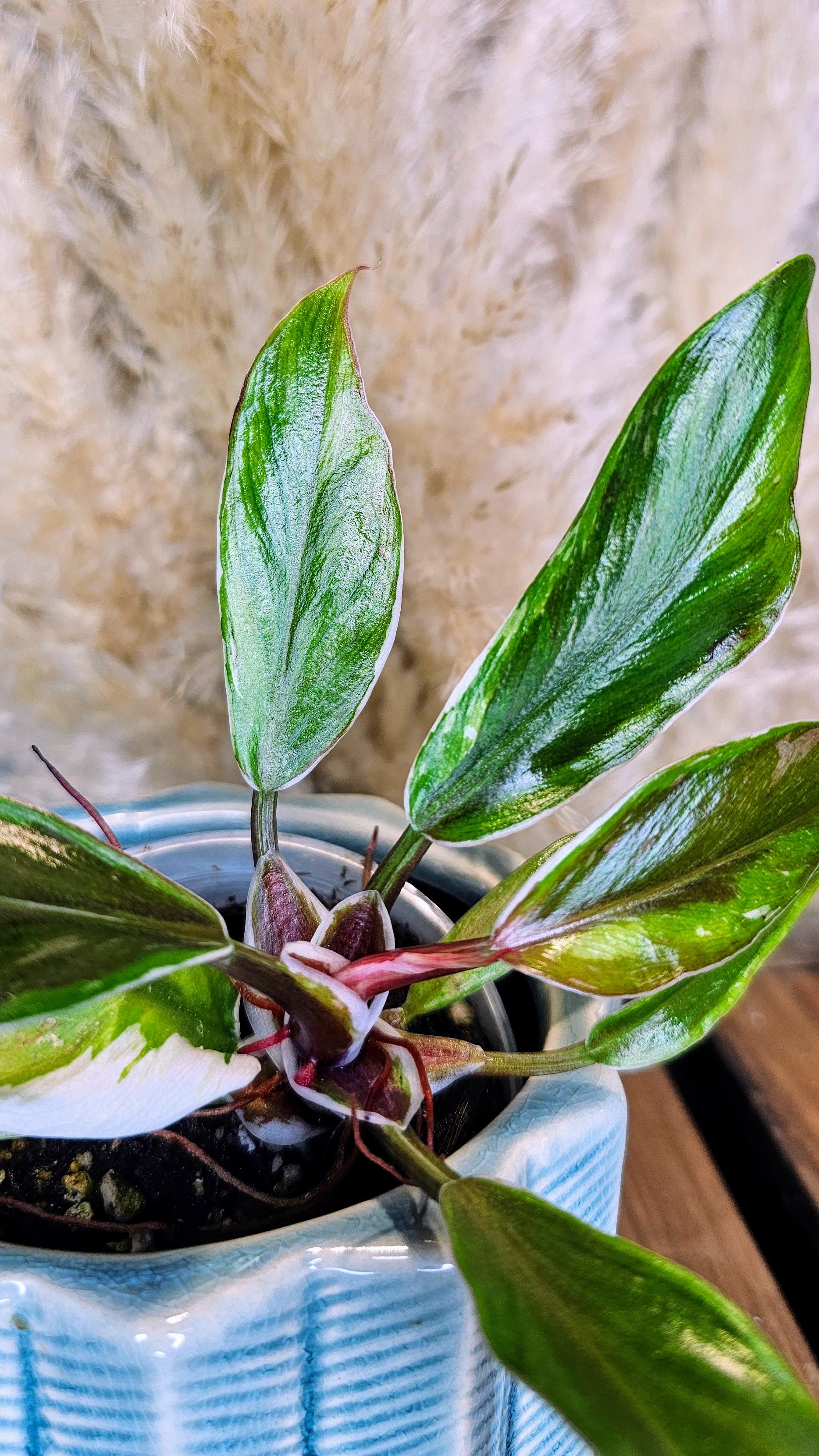 Philodendron White Knight Albomarginata (WP17)
