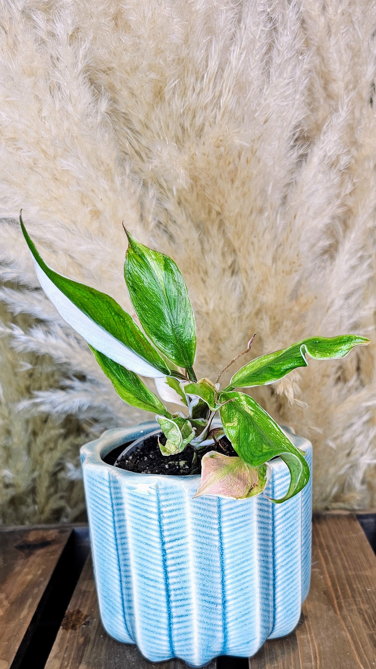 Philodendron White Knight Albomarginata (WP18)