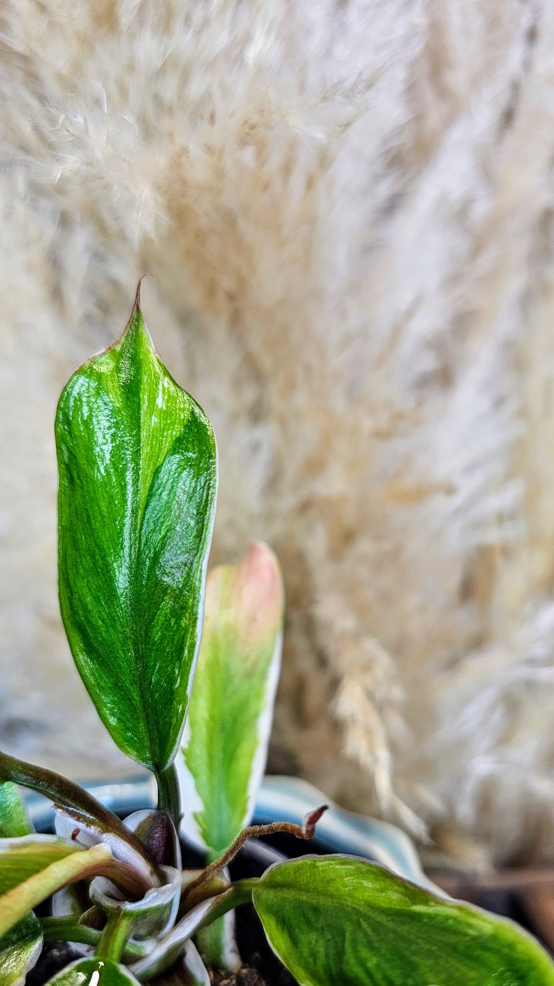 Philodendron White Knight Albomarginata (WP18)