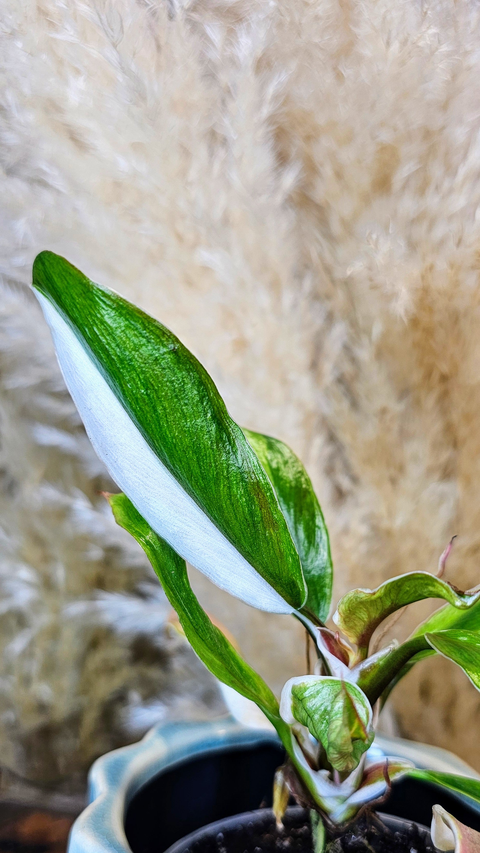 Philodendron White Knight Albomarginata (WP18)