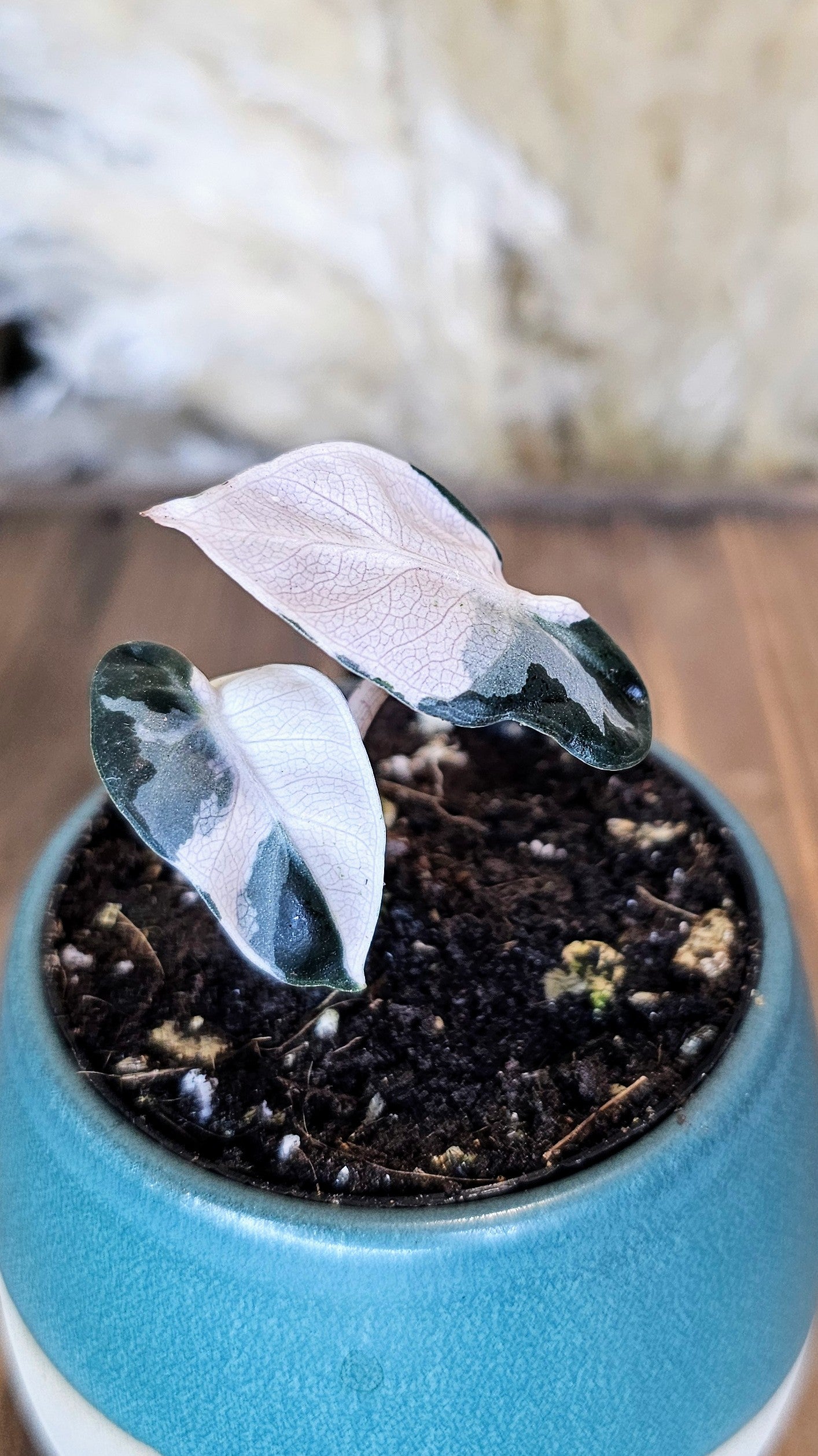 Alocasia Ballon Heart Variegated (WP19)