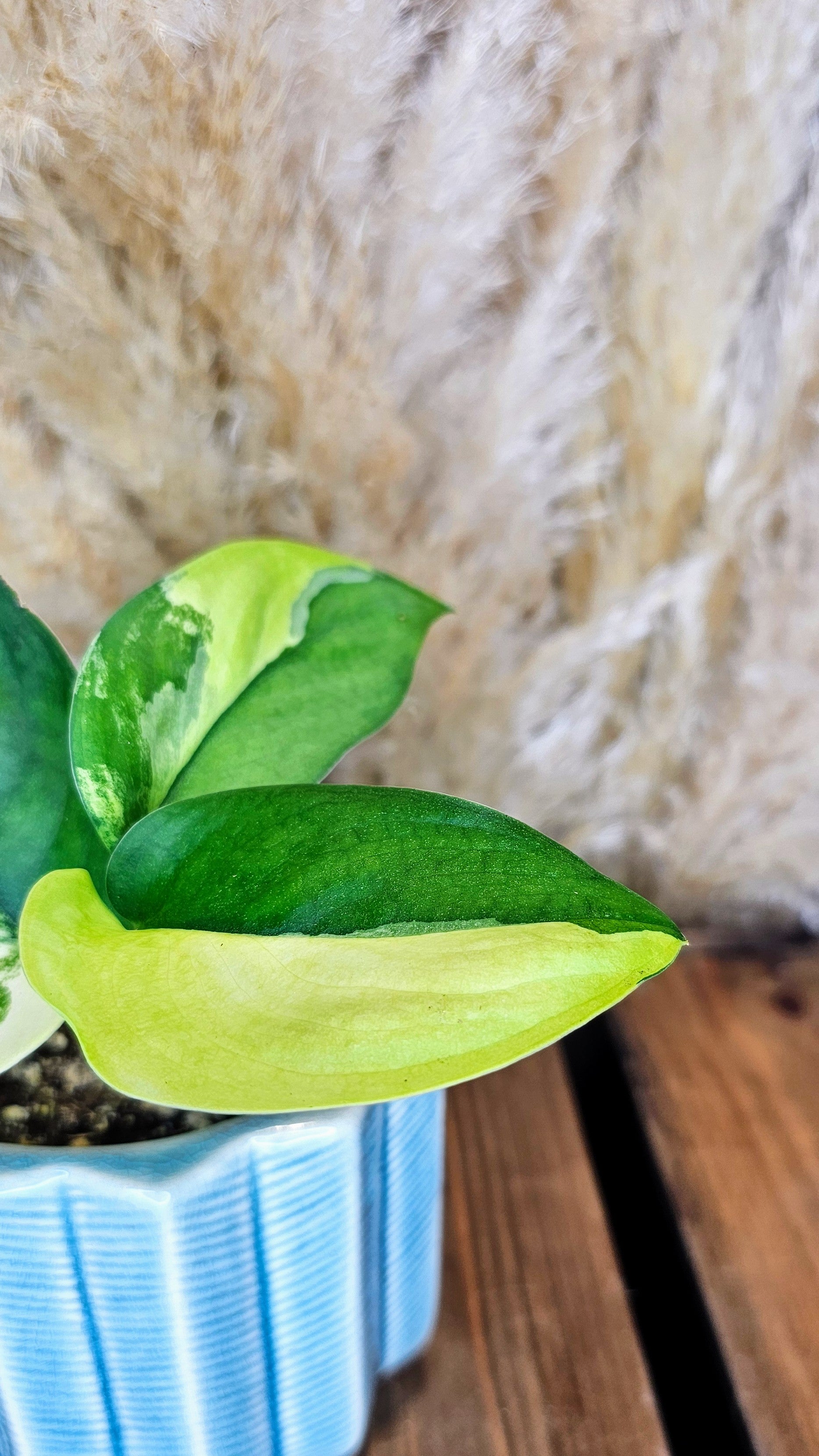 Scindapsus Jade Satin Variegated (WP20)