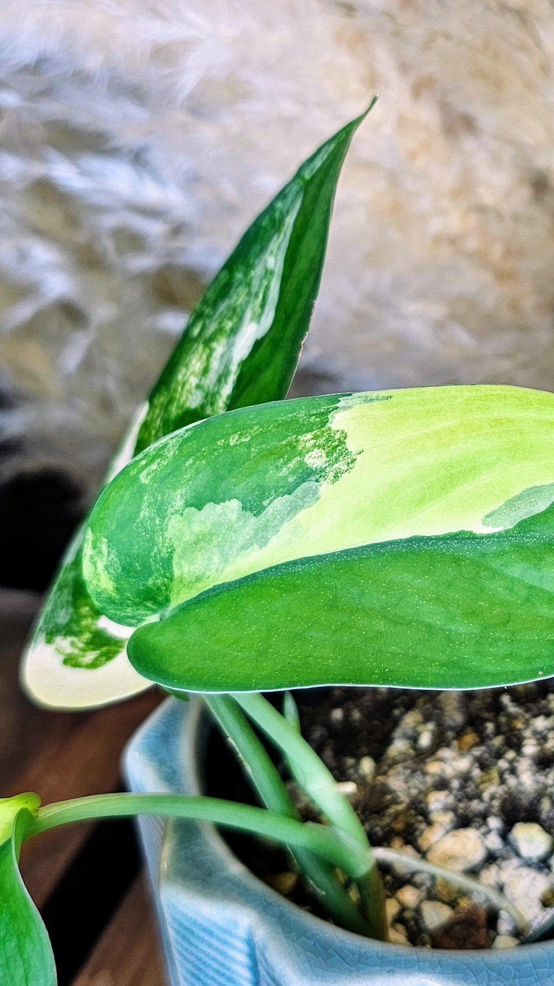 Scindapsus Jade Satin Variegated (WP20)