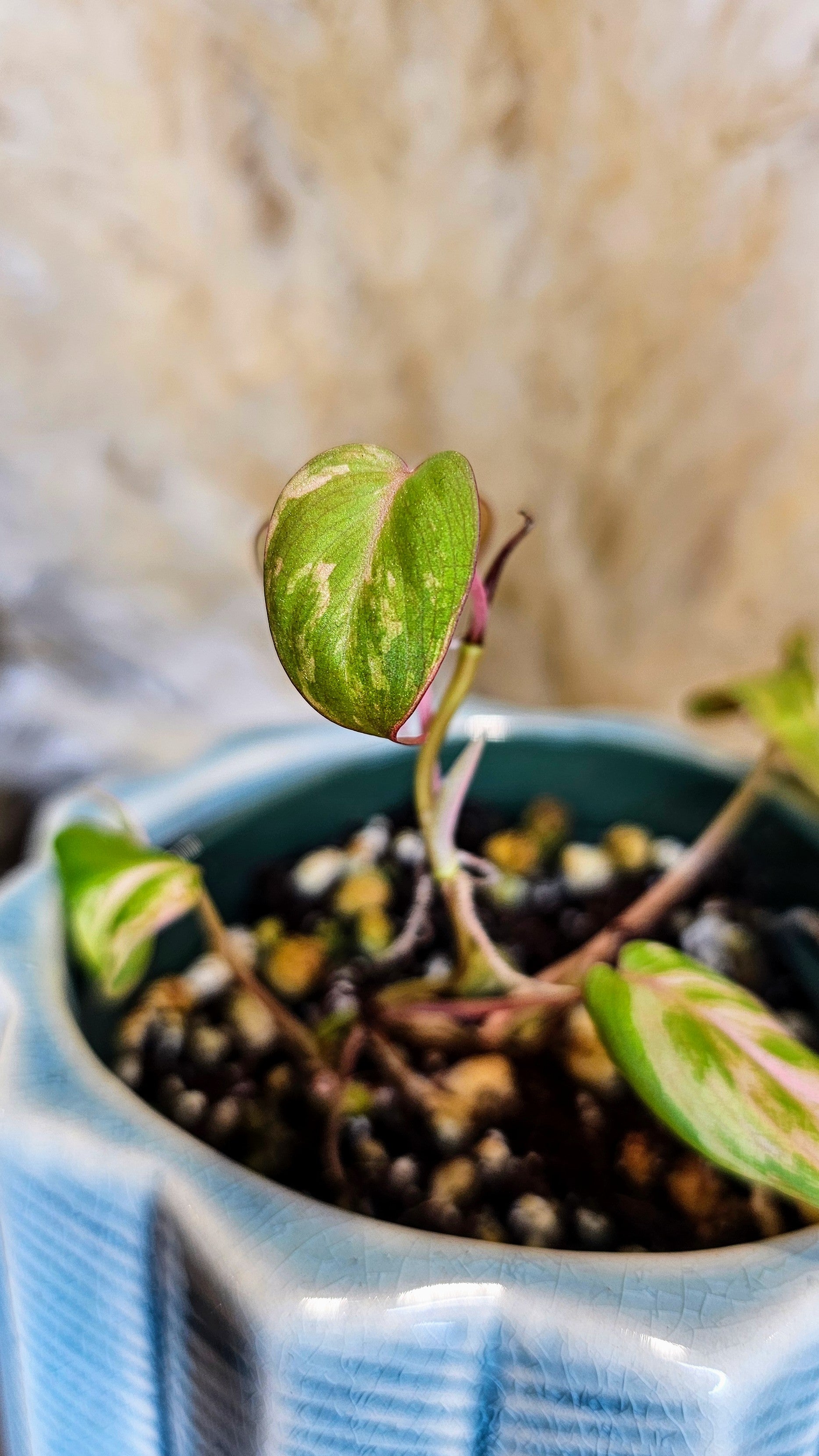 Philodendron Micans Pink Variegated (WP21)