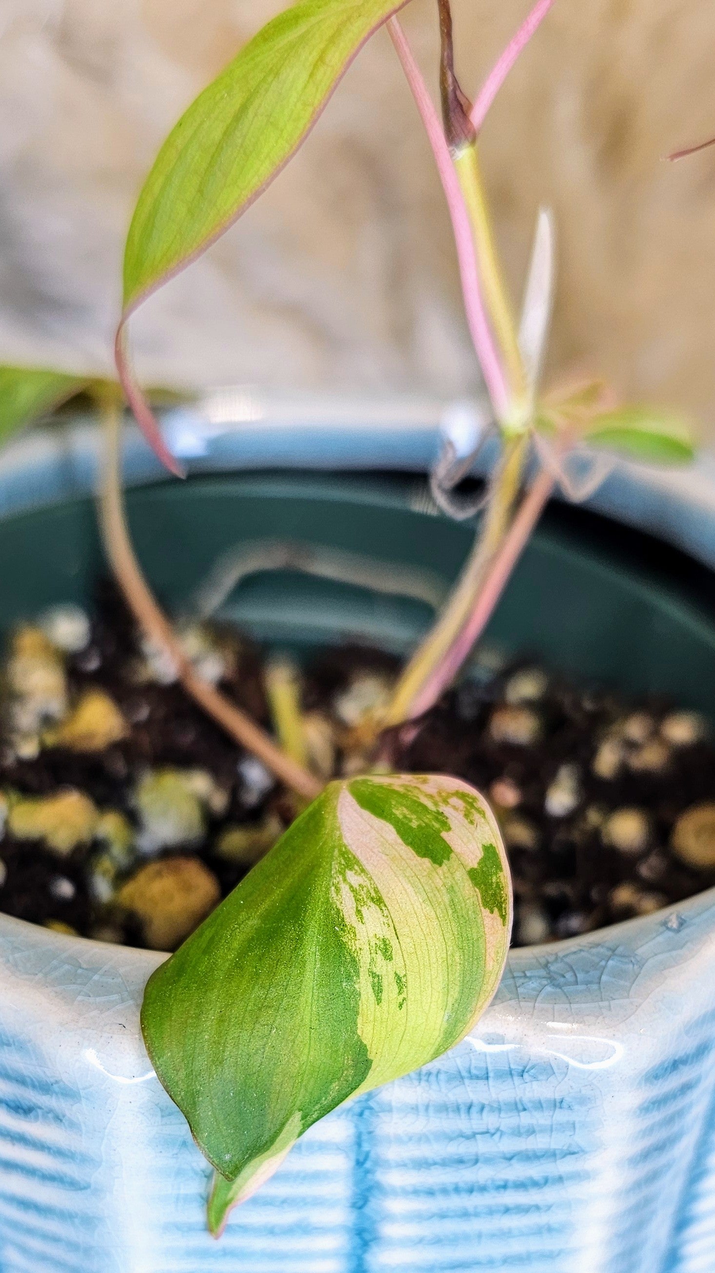 Philodendron Micans Pink Variegated (WP21)