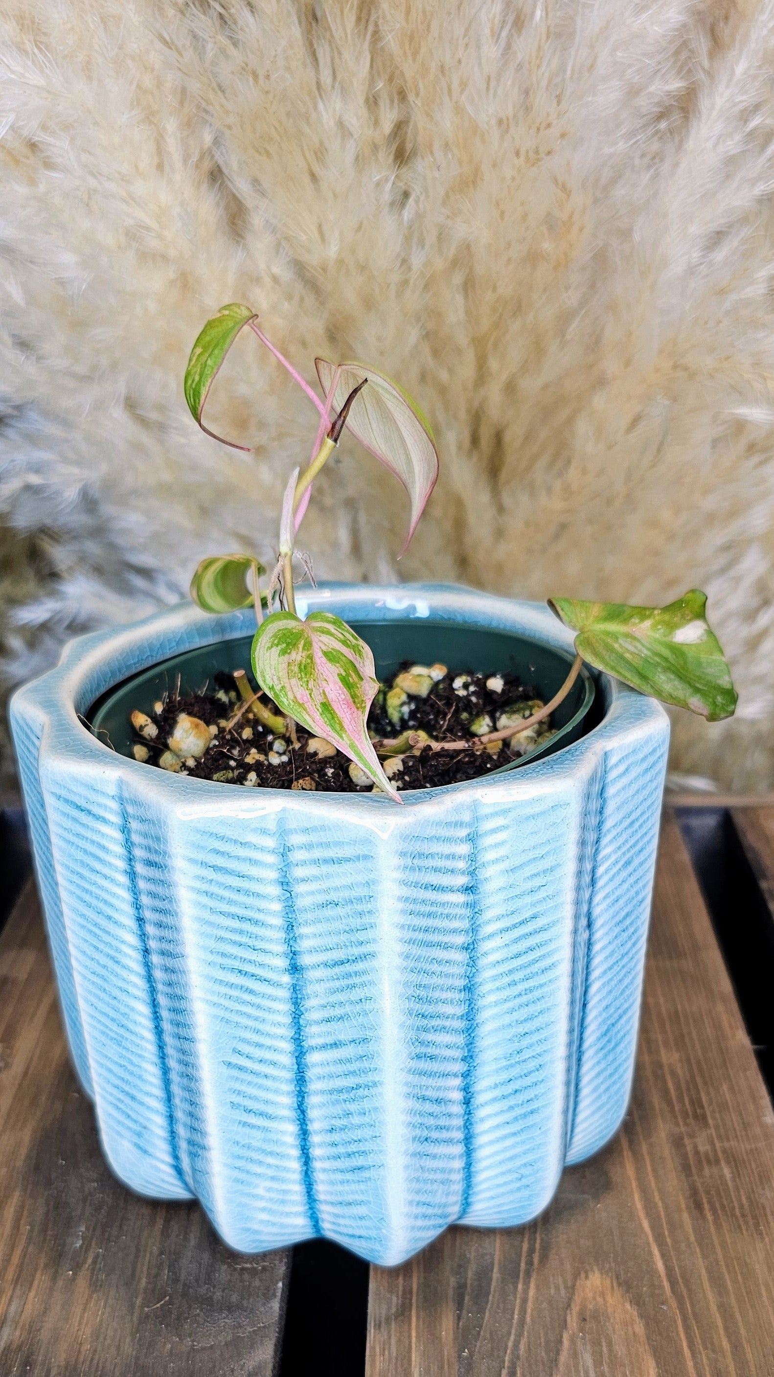 Philodendron Micans Pink Variegated (WP21)