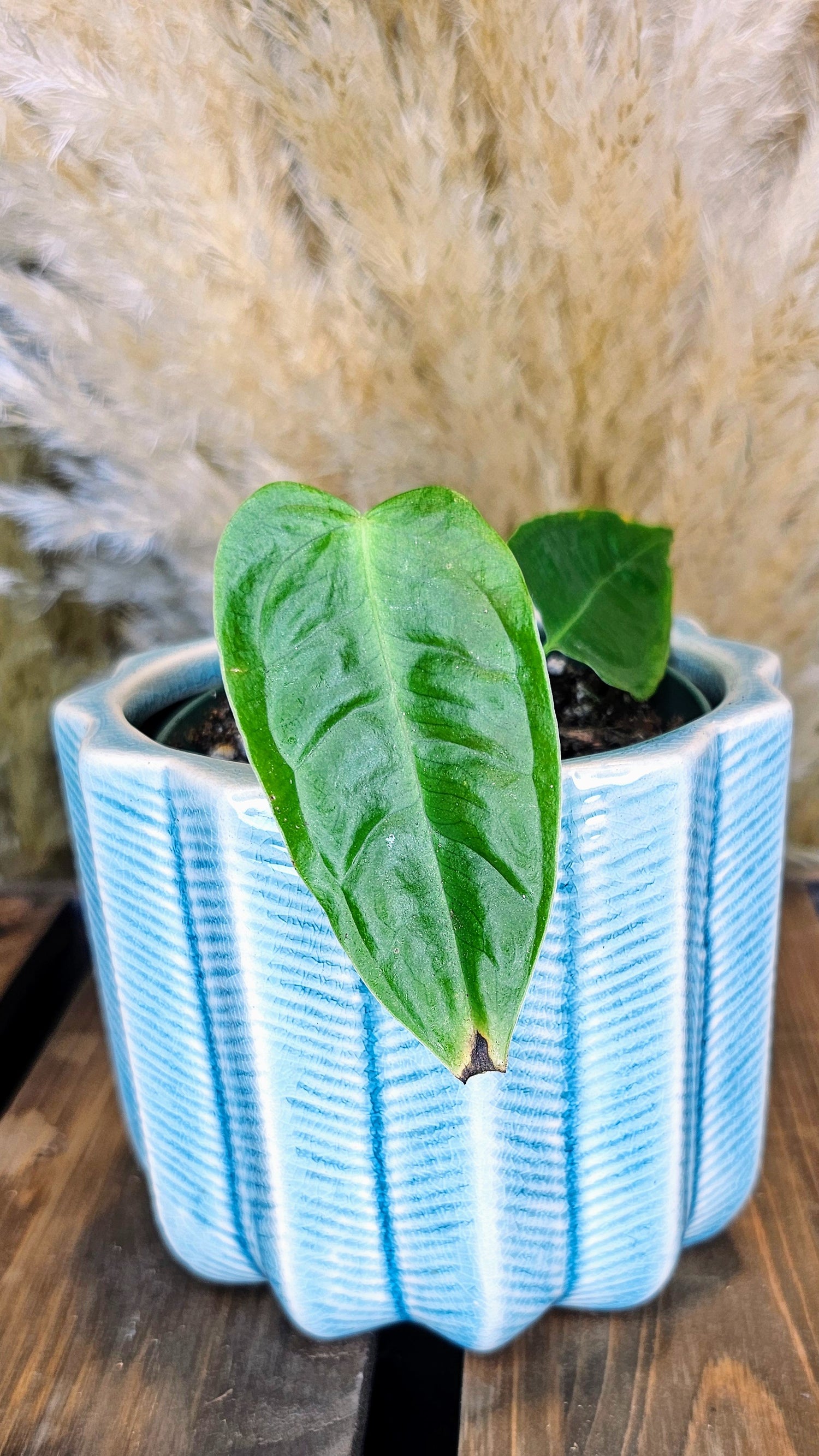Anthurium Veitchii Narrow Form (WP22)