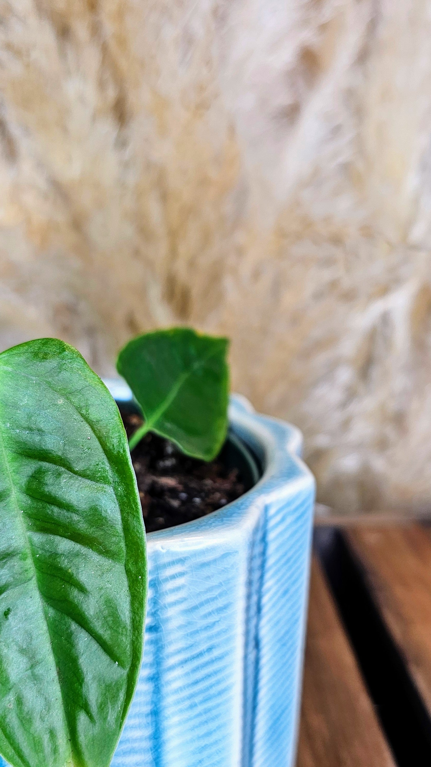 Anthurium Veitchii Narrow Form (WP22)