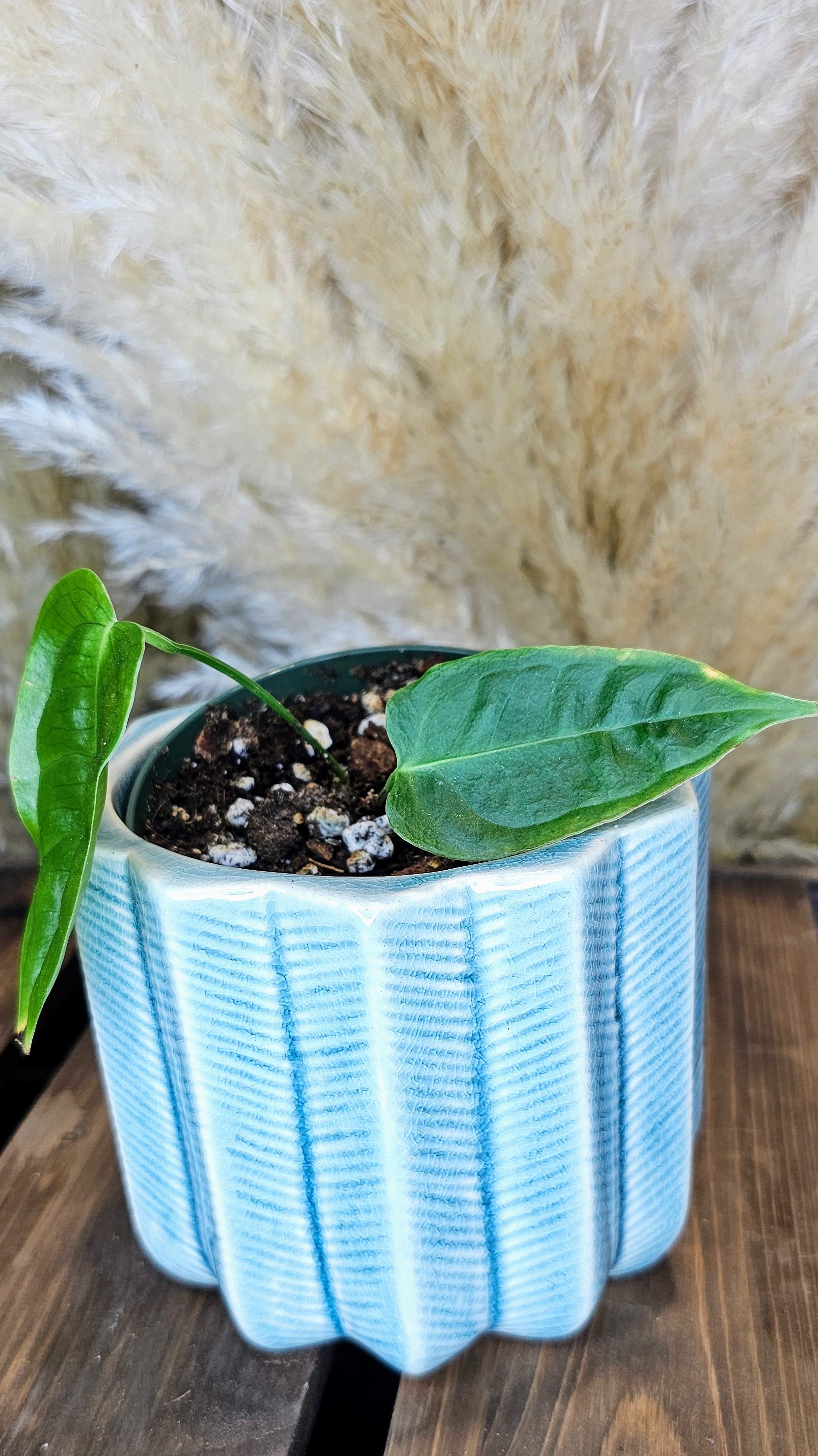 Anthurium Veitchii Narrow Form (WP22)