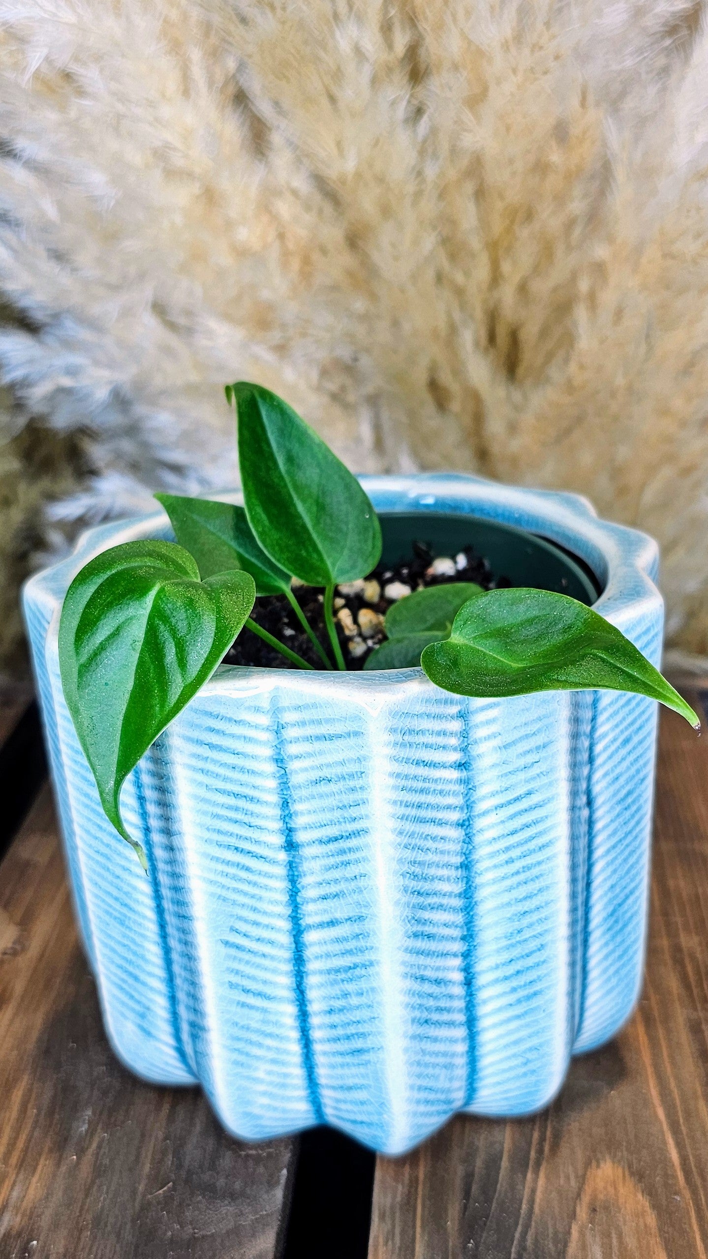 Anthurium Veitchii Narrow Form (WP23)