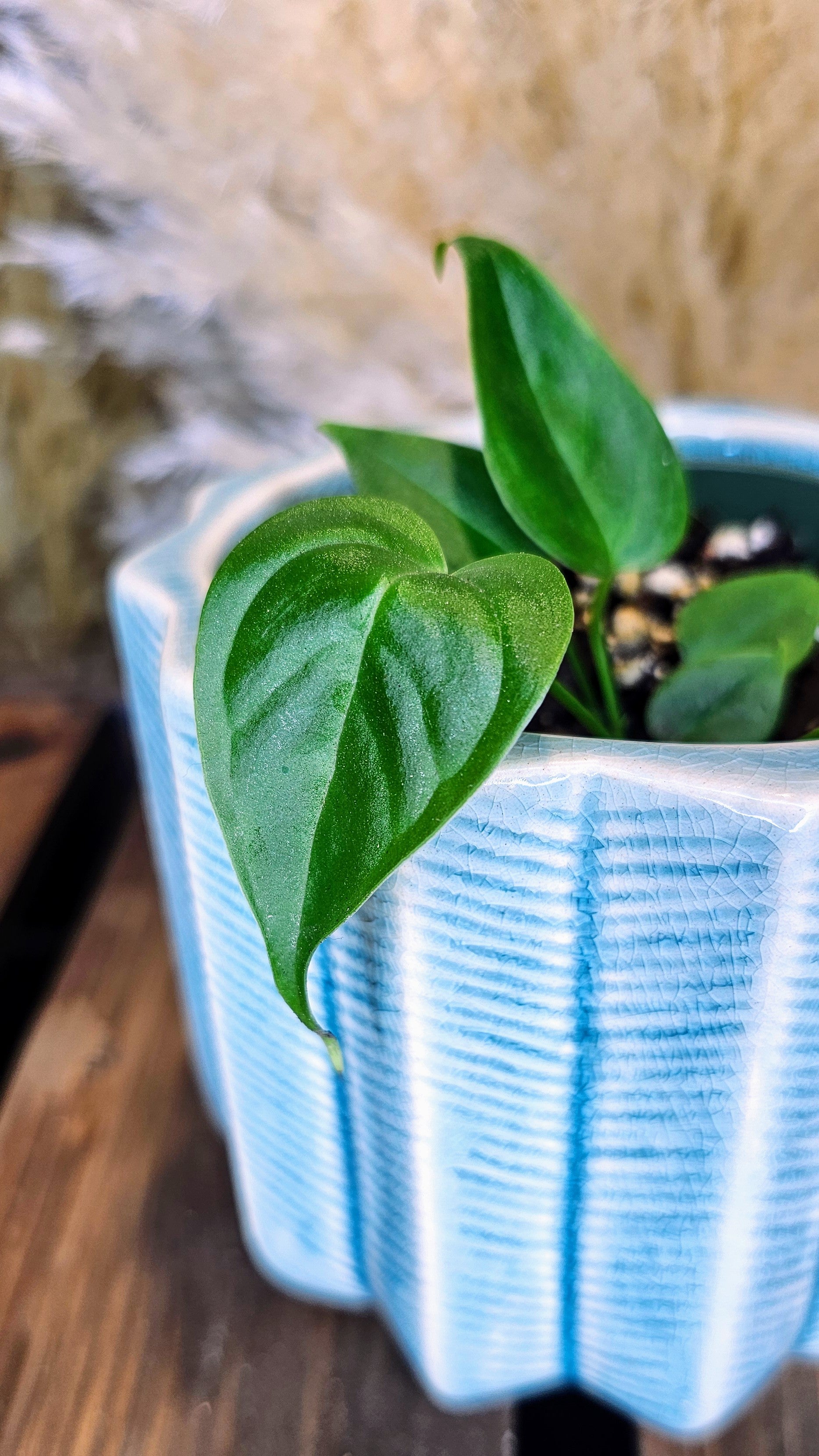 Anthurium Veitchii Narrow Form (WP23)