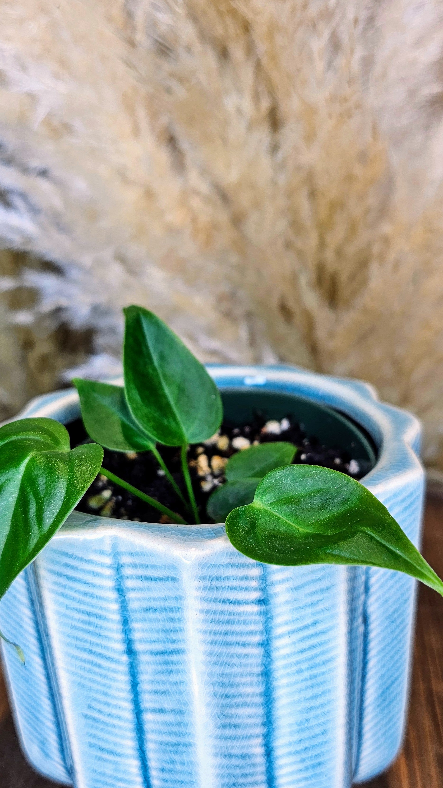 Anthurium Veitchii Narrow Form (WP23)