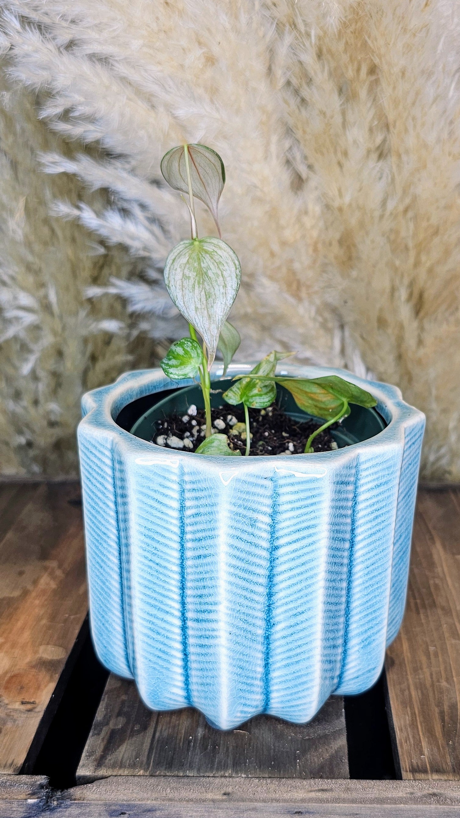 Philodendron Brandtianum