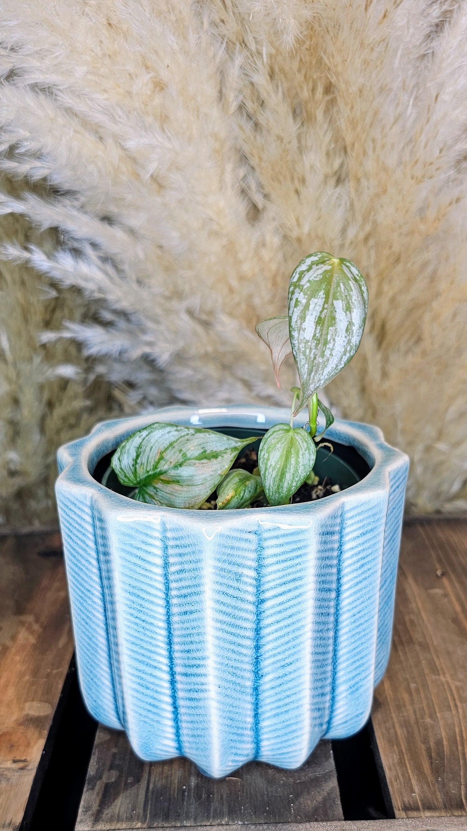 Philodendron Brandtianum