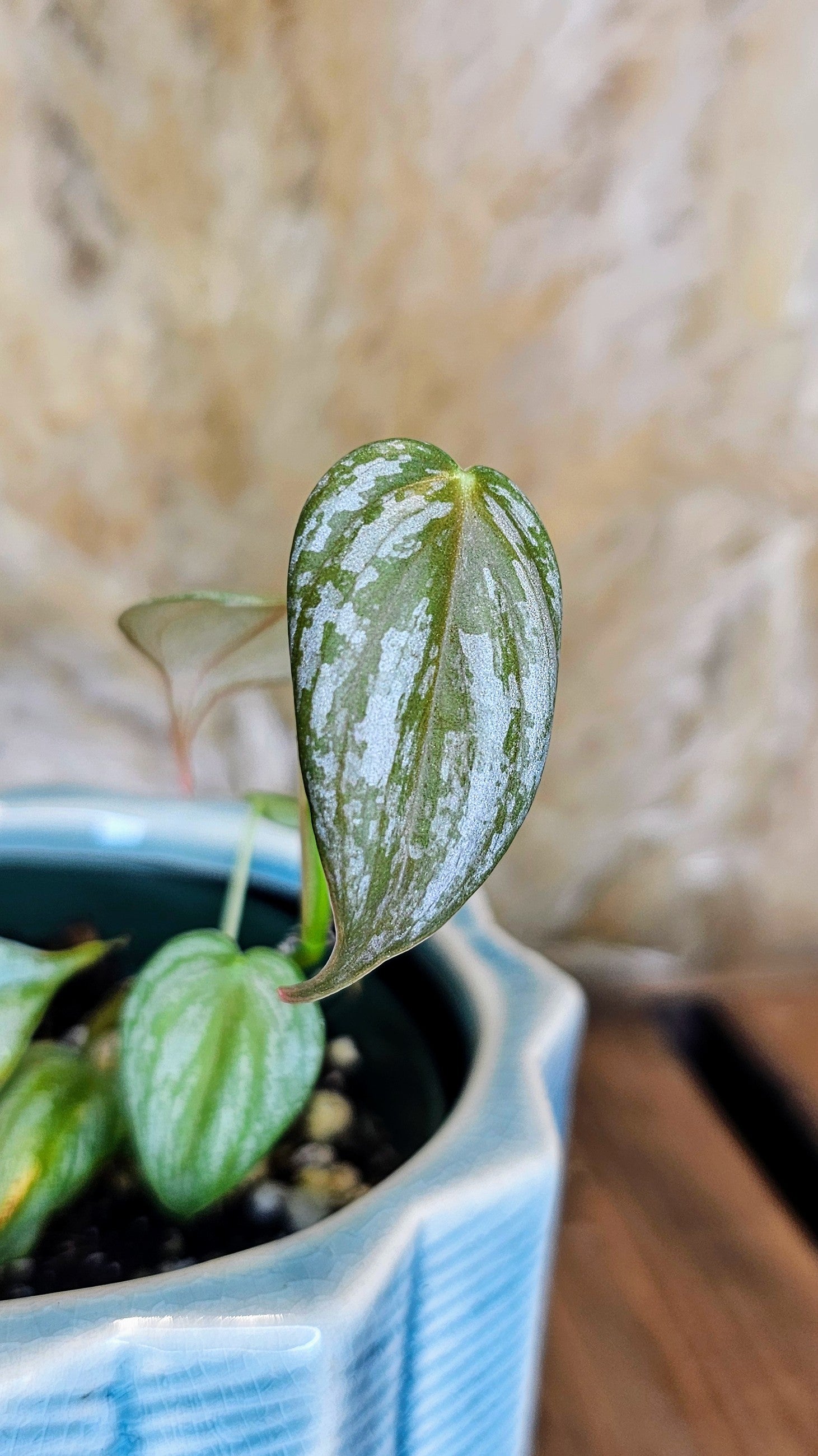 Philodendron Brandtianum