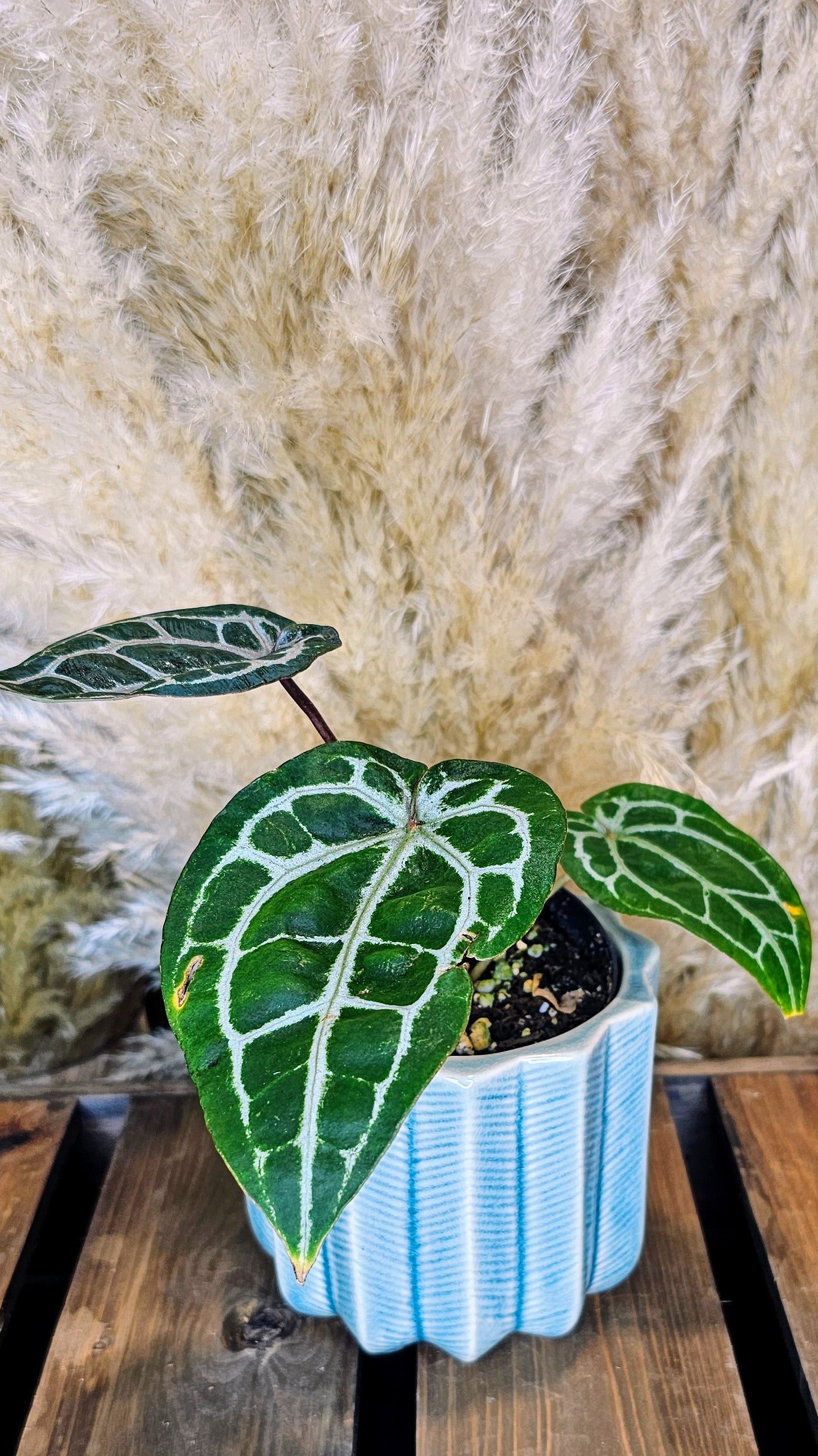 Anthurium DocBlocK Michelle (WA19)