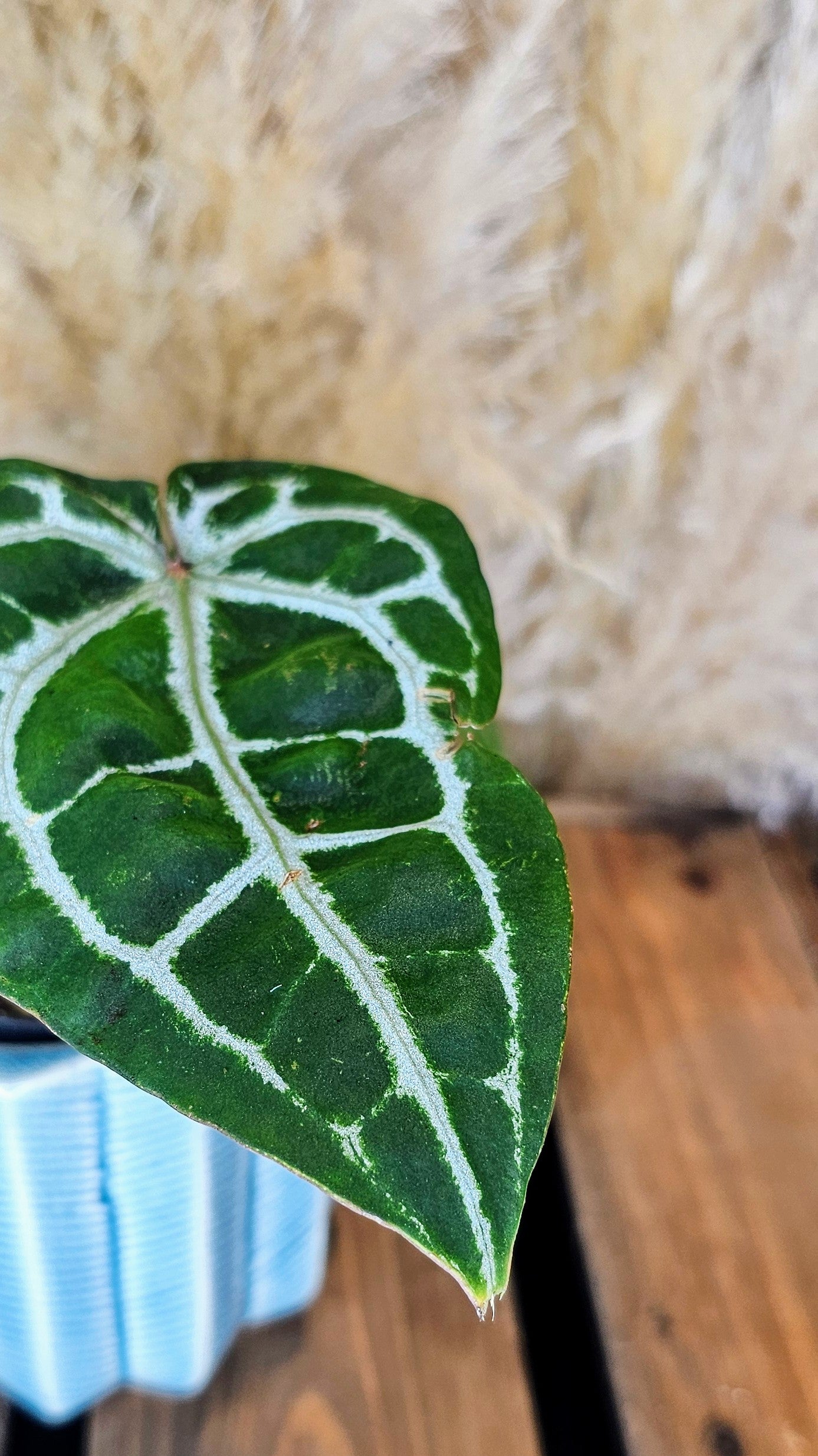 Anthurium DocBlocK Michelle (WA19)