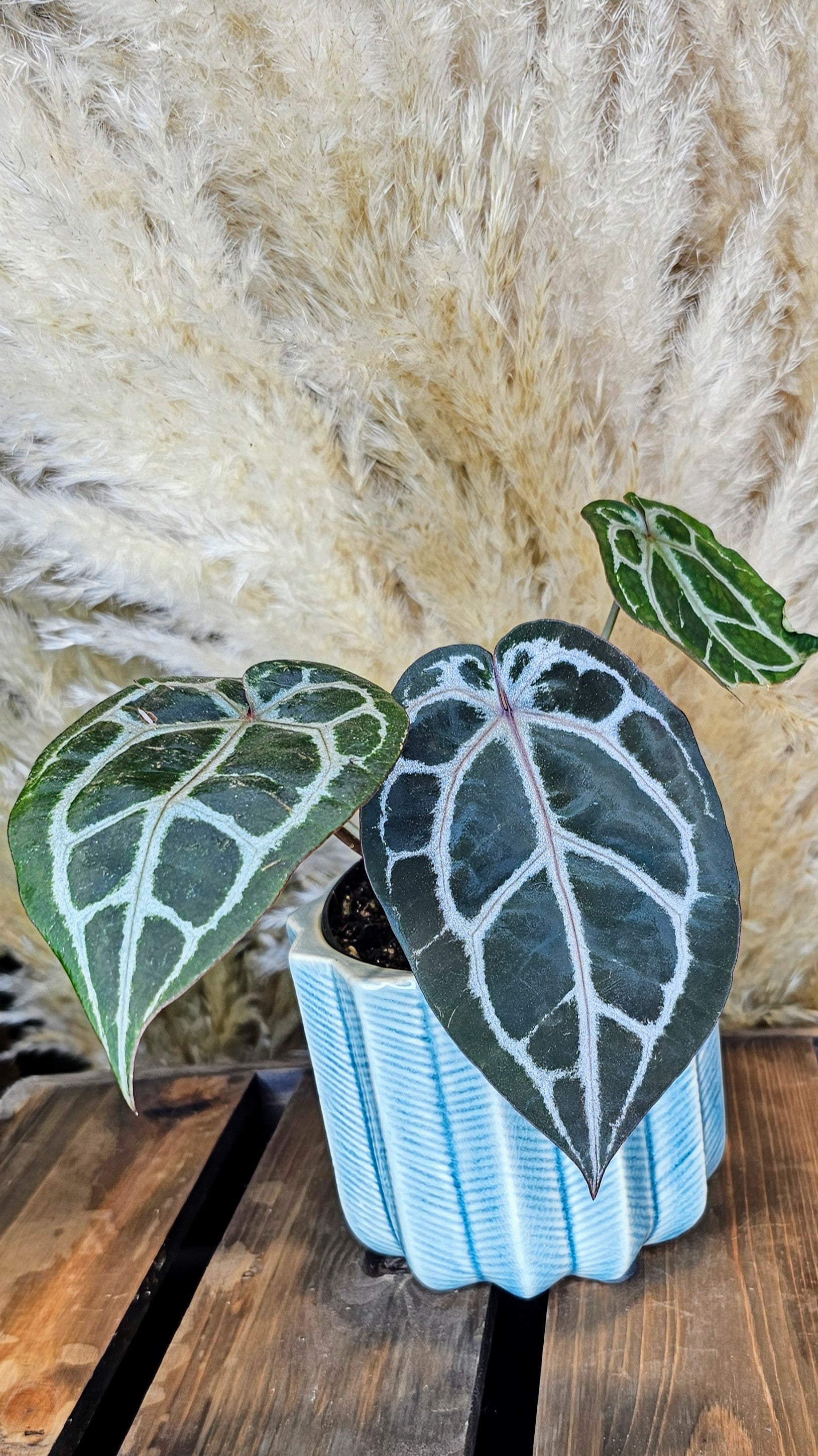 Anthurium DocBlocK Michelle (WA20)