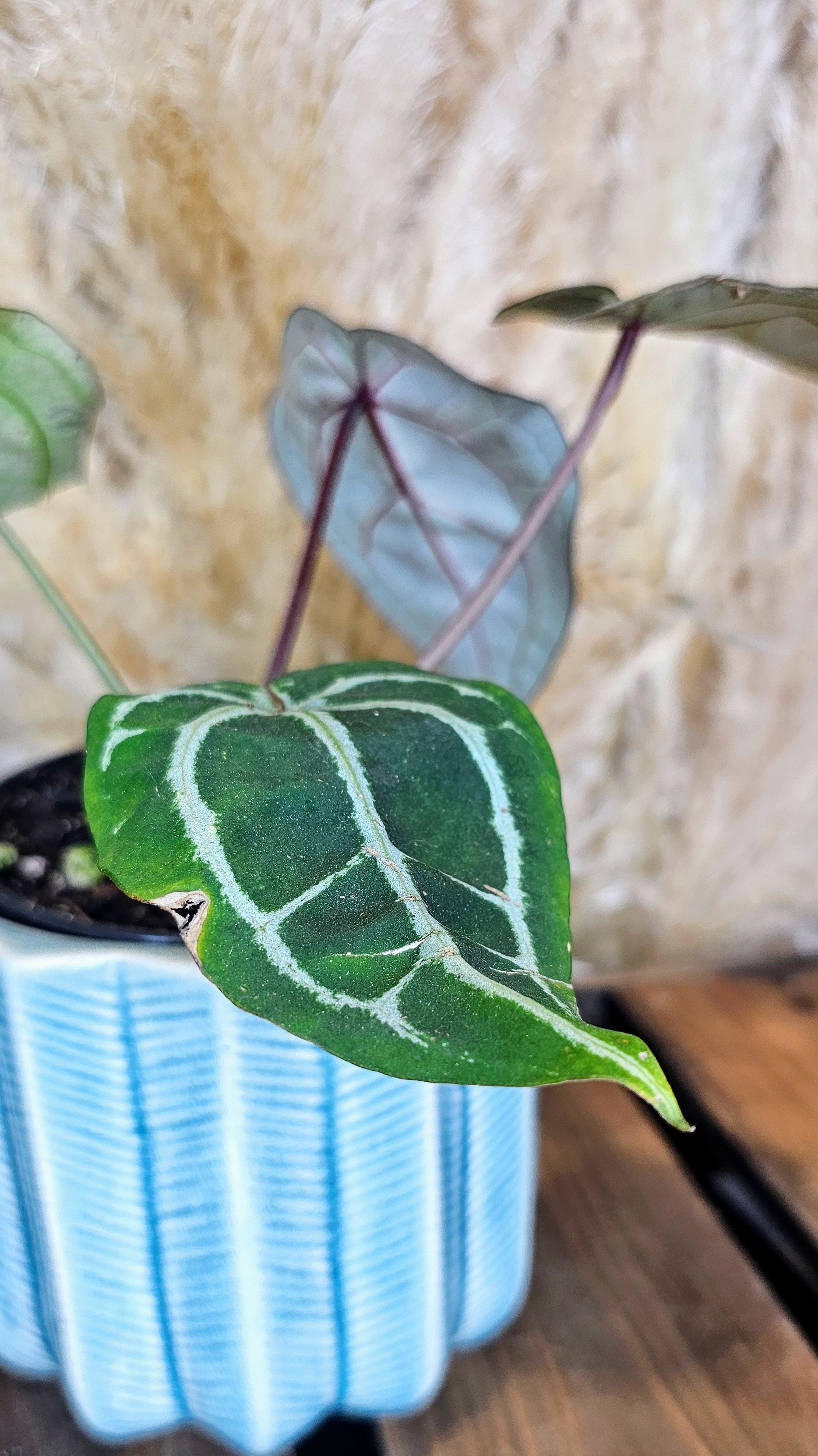 Anthurium DocBlocK Michelle (WA20)