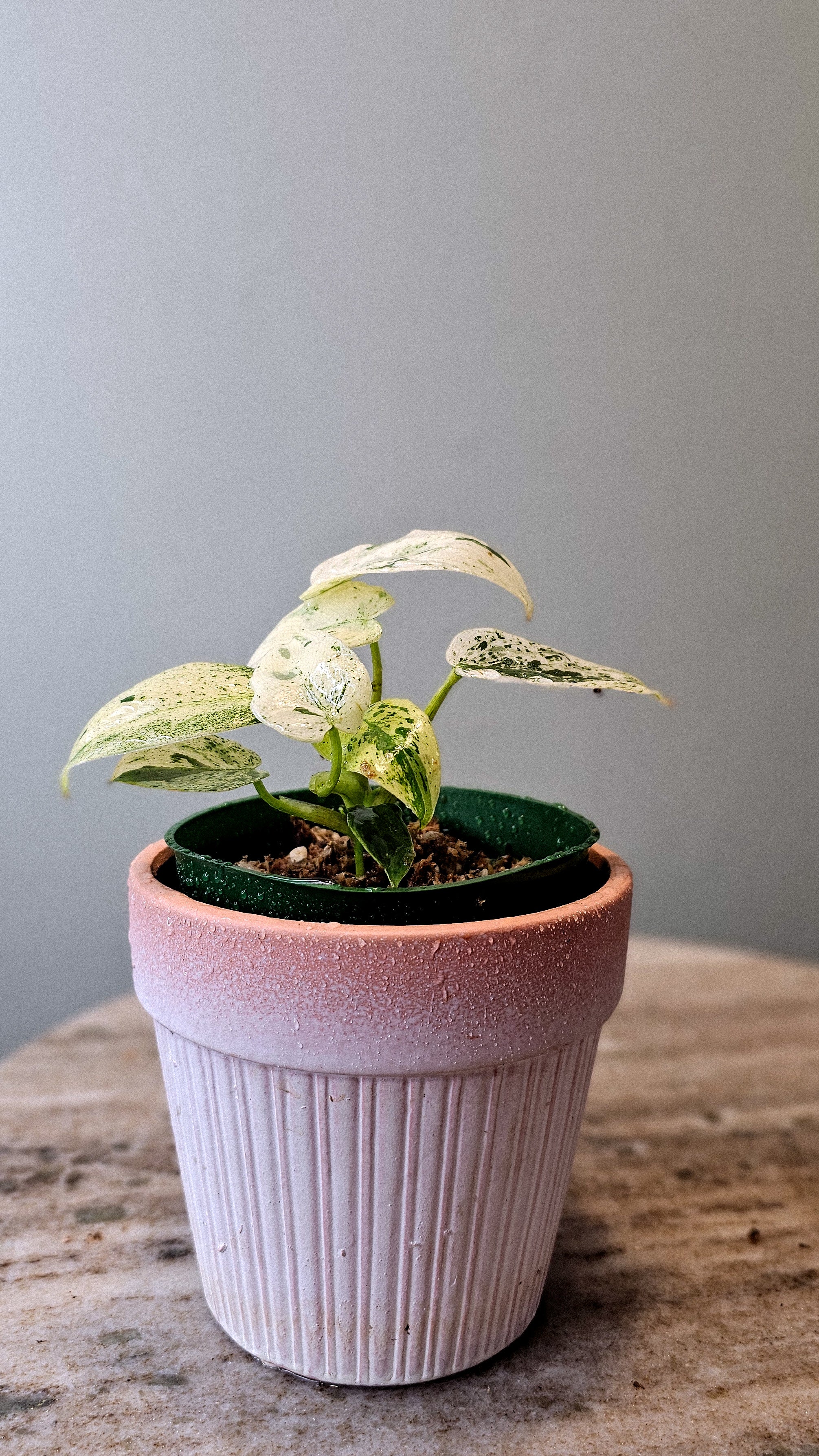 Philodendron Ilsemani