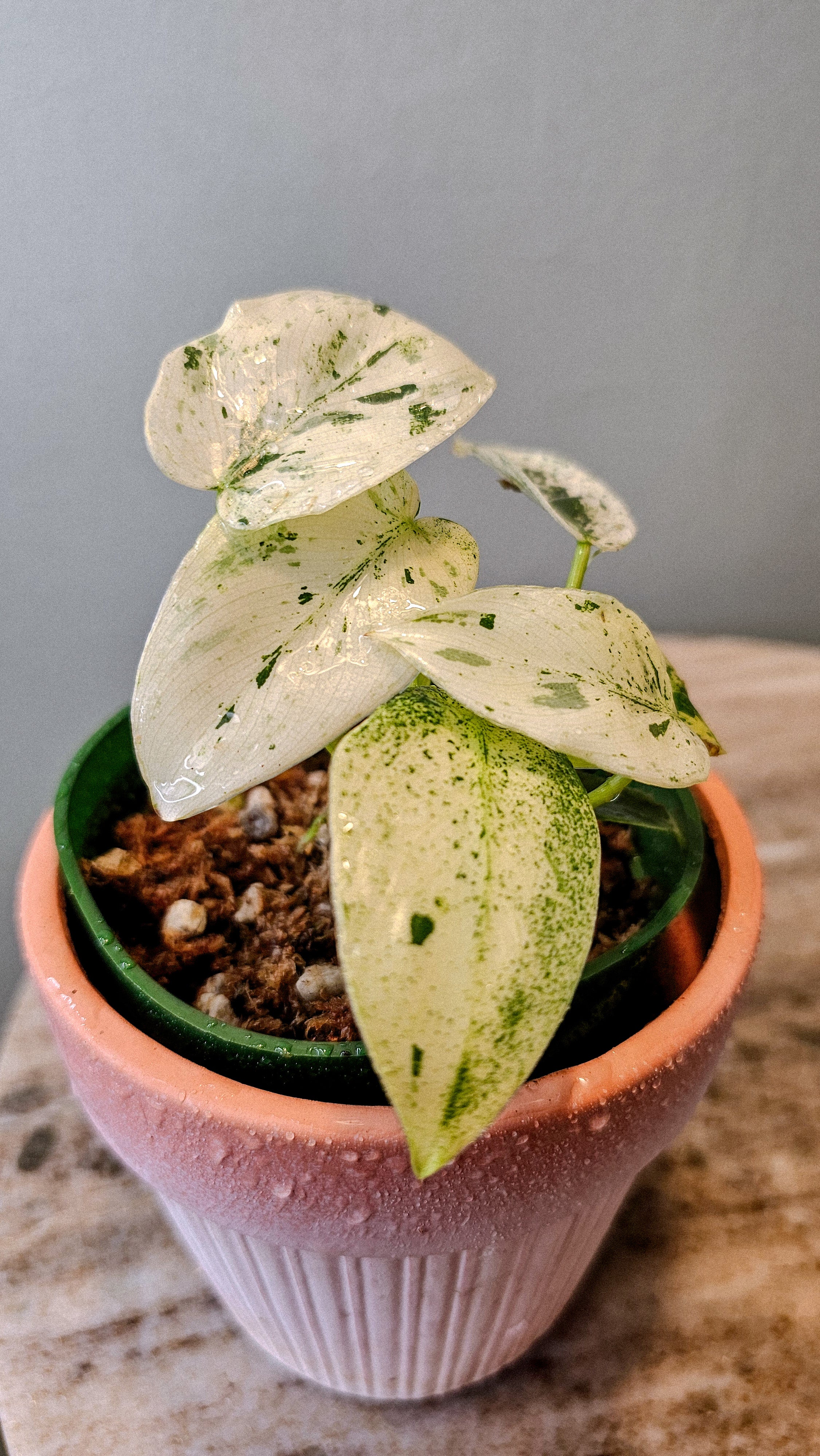 Philodendron Ilsemani