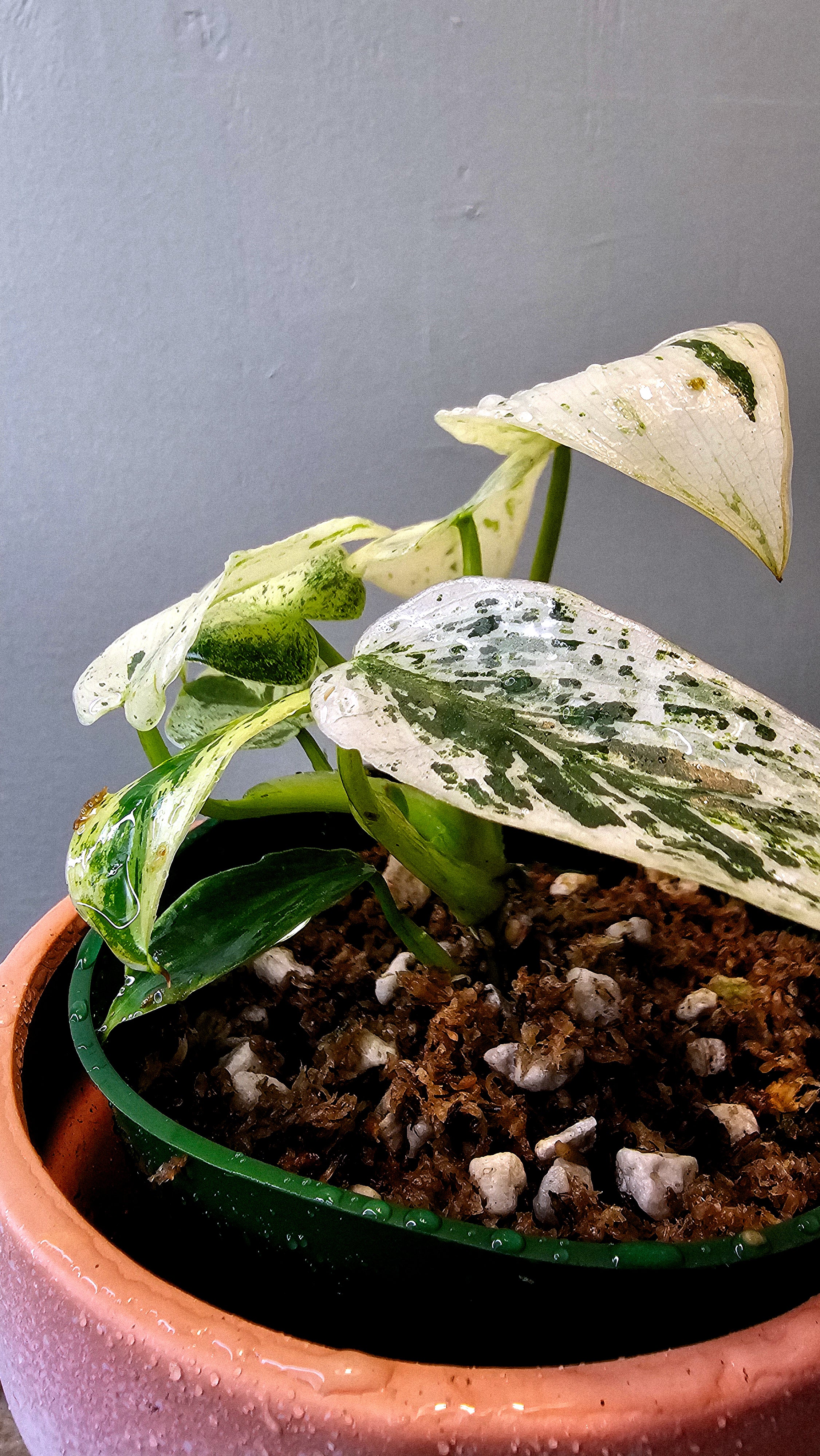 Philodendron Ilsemani