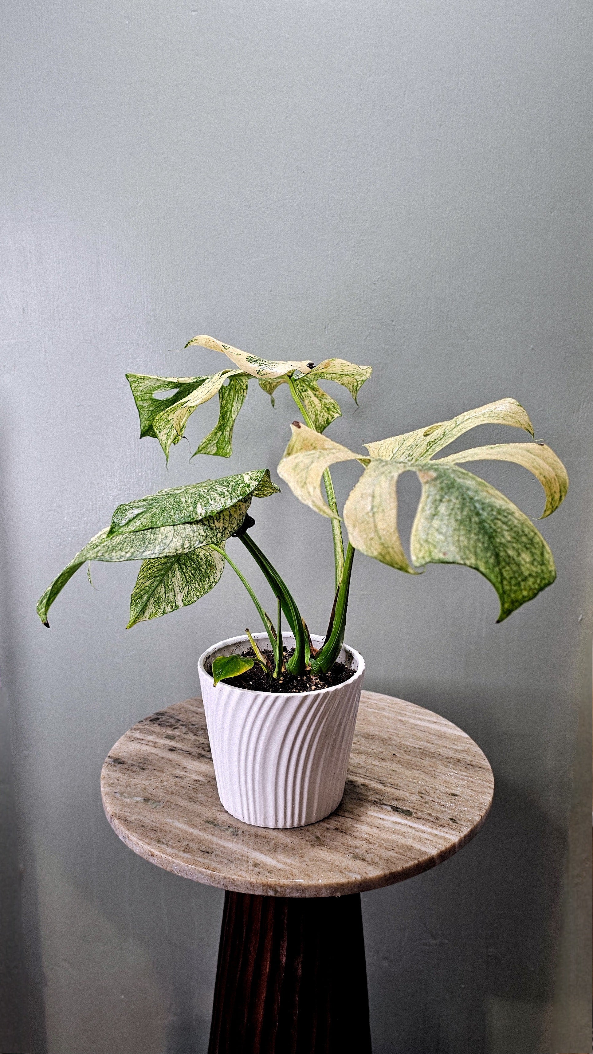 Monstera Mint