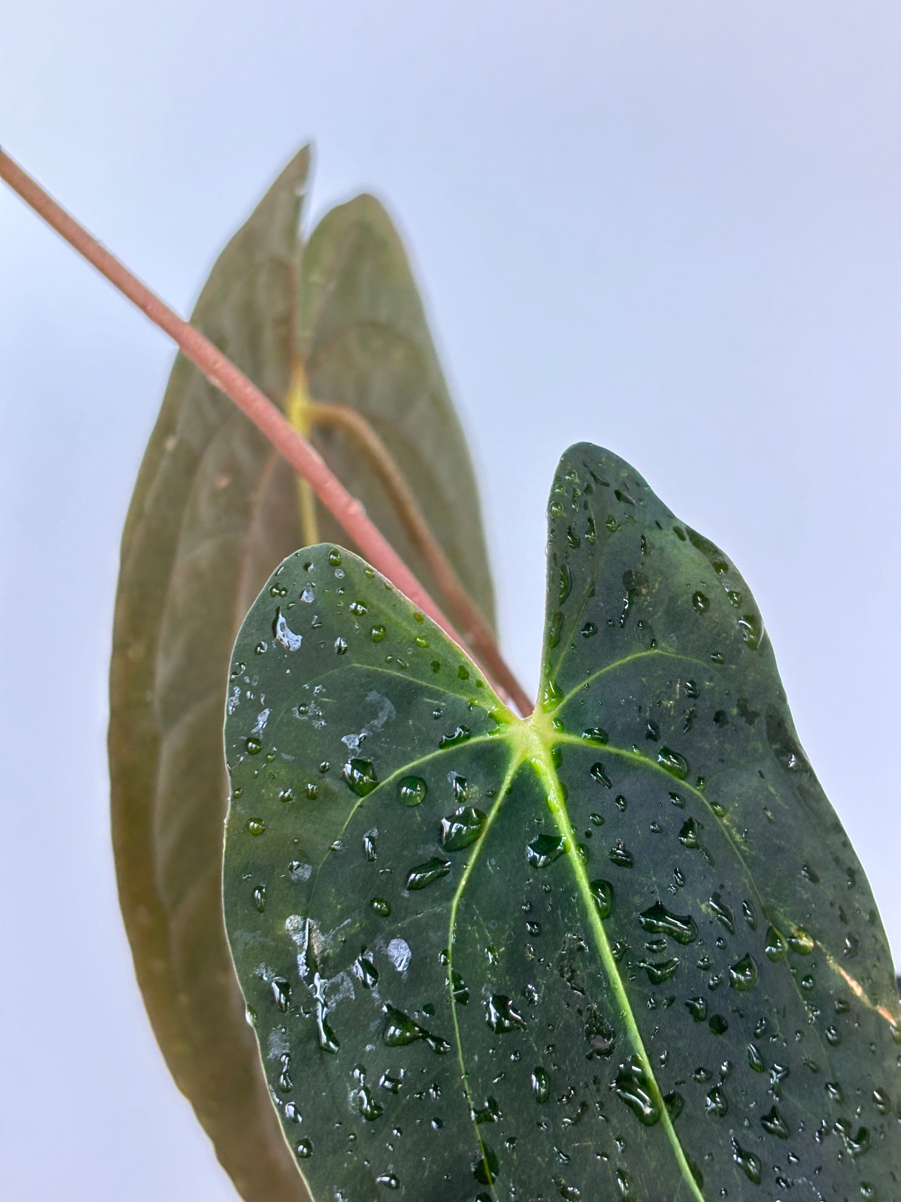 Anthurium Papilliaminum (Pure)