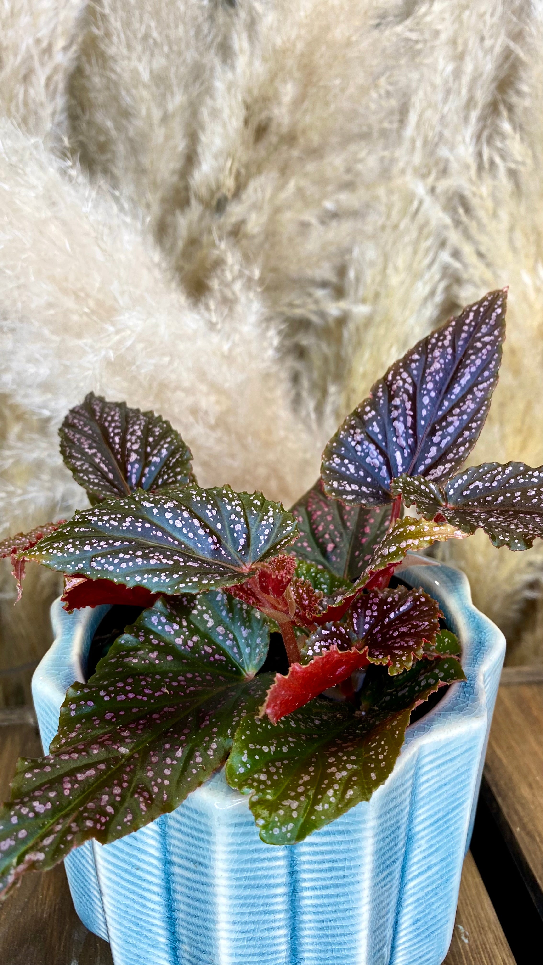Begonia Pink Spot