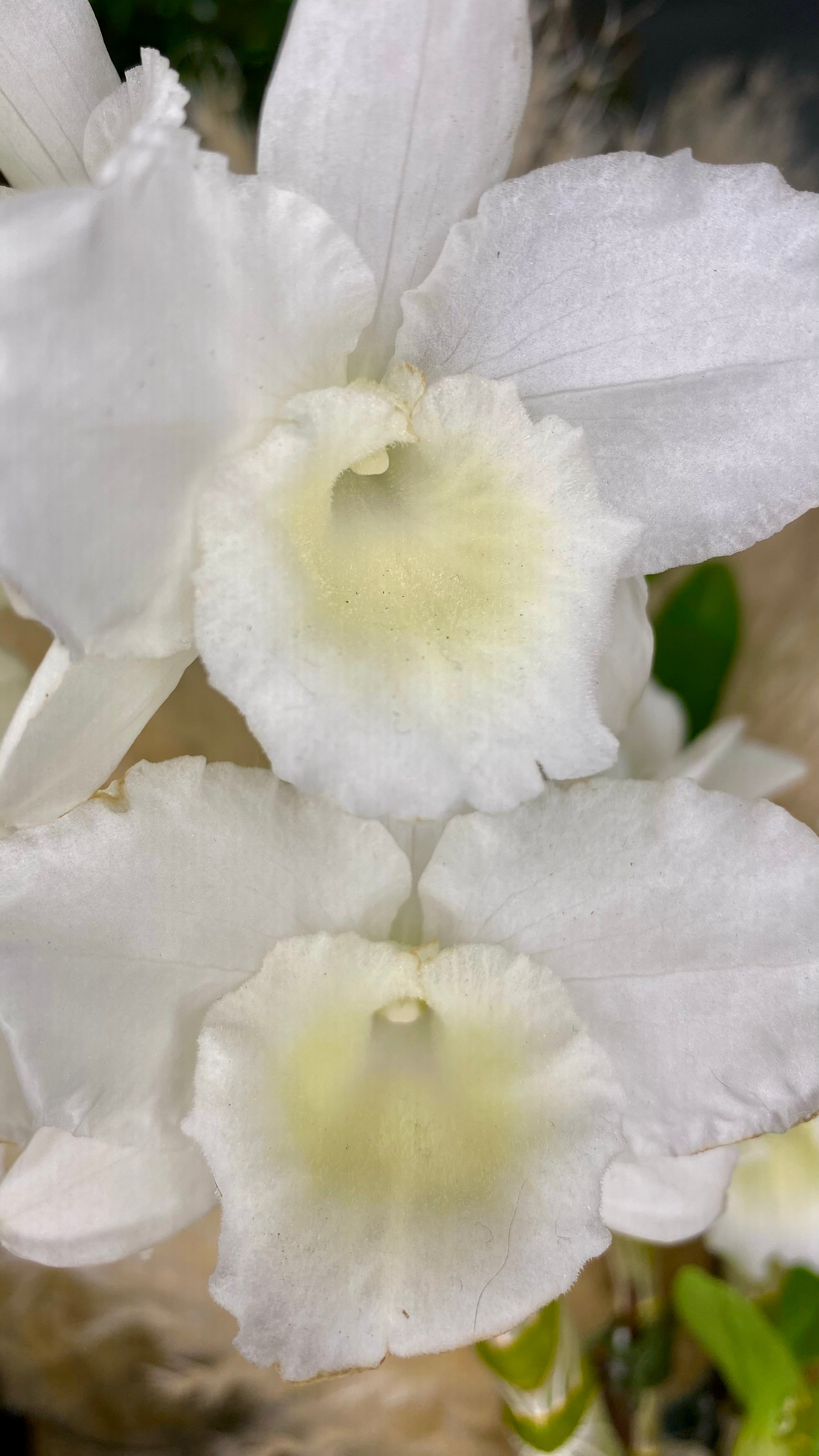 Dendrobium Orchid - Single Stem
