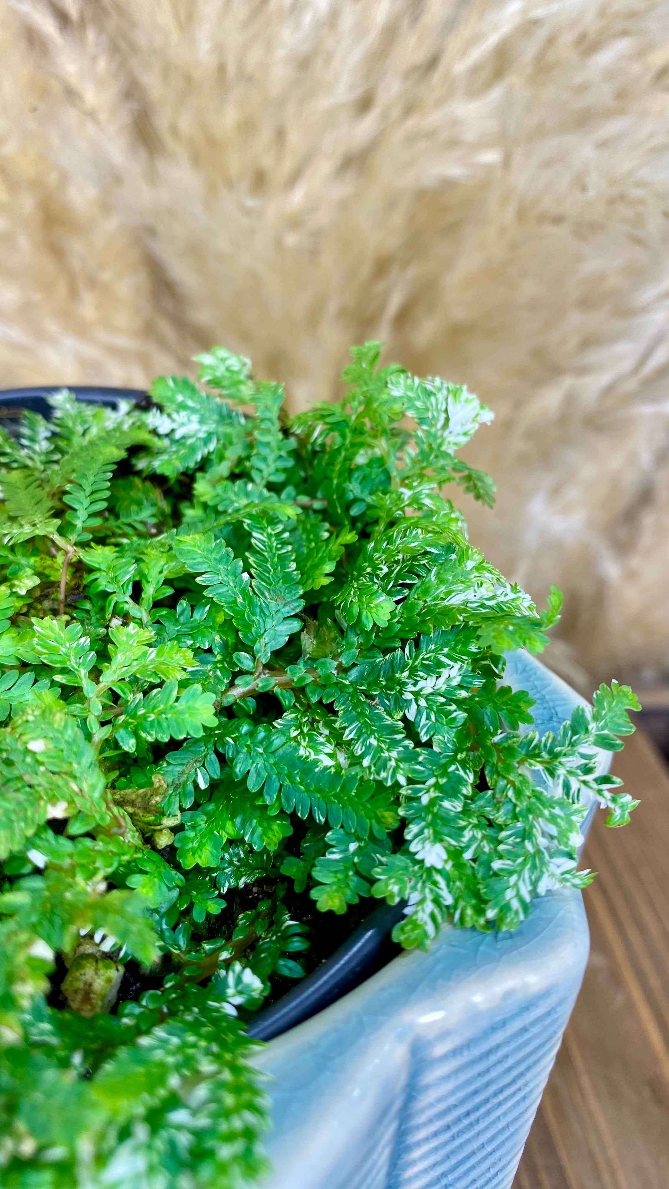 Variegated Selaginella 4”