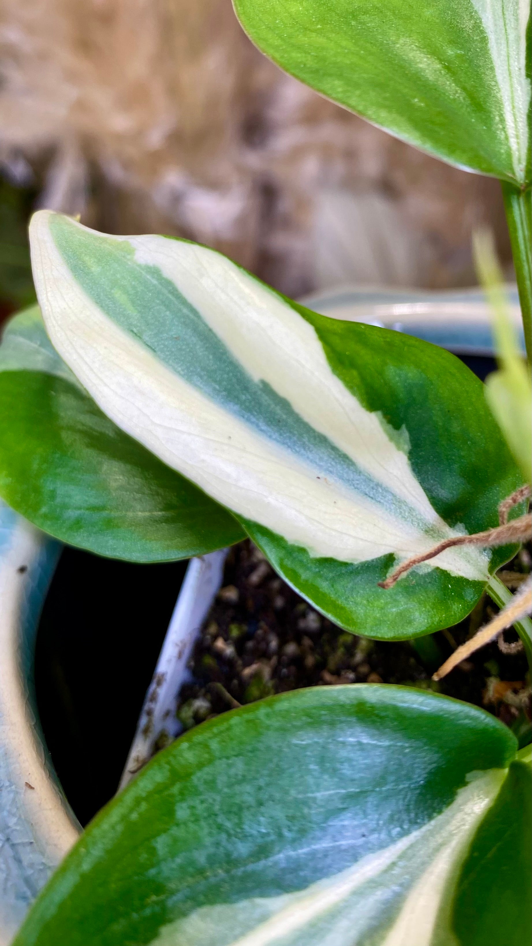 Philodendron Rio (WP055)