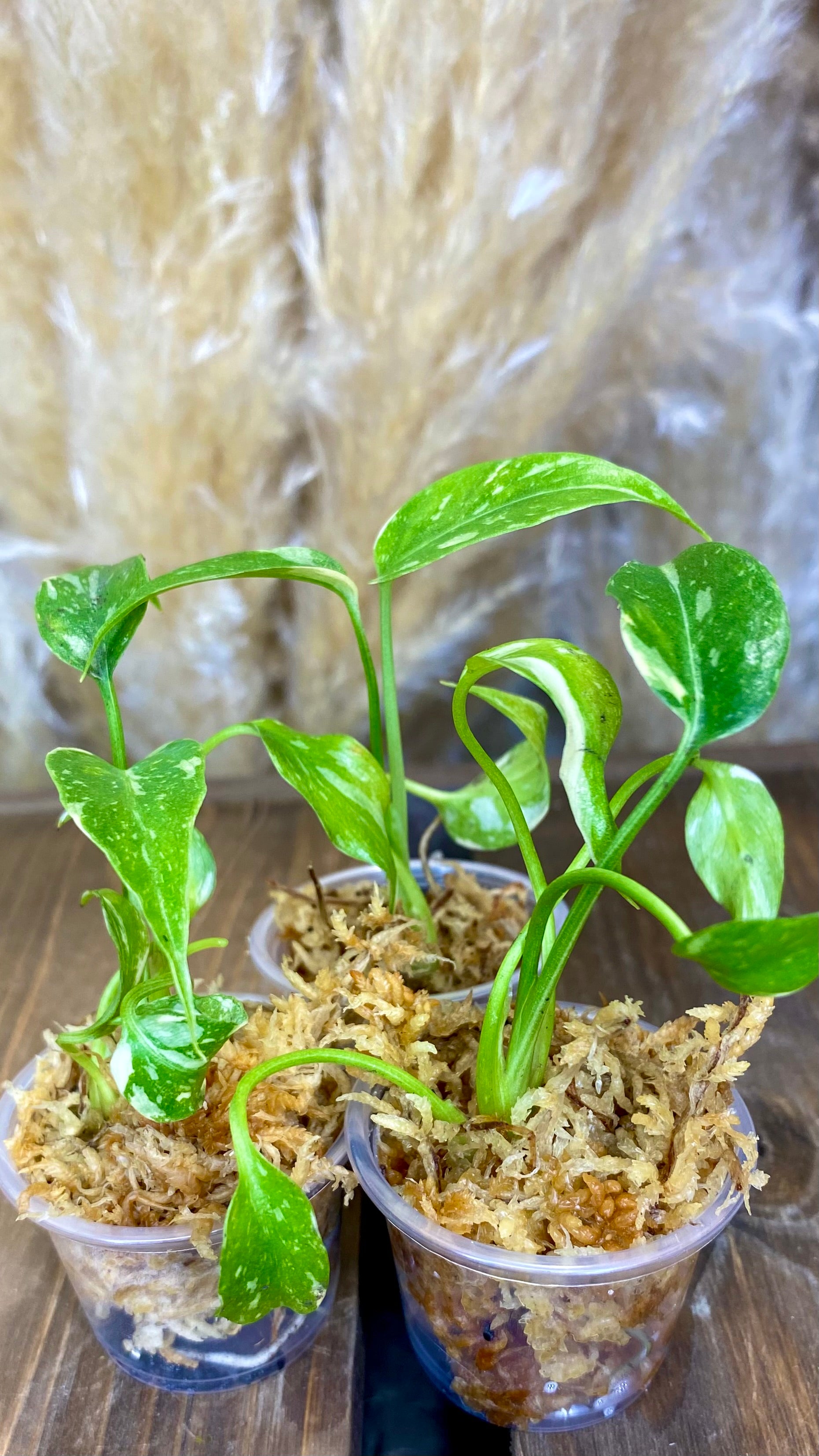 Monstera Thai Constellation 4"