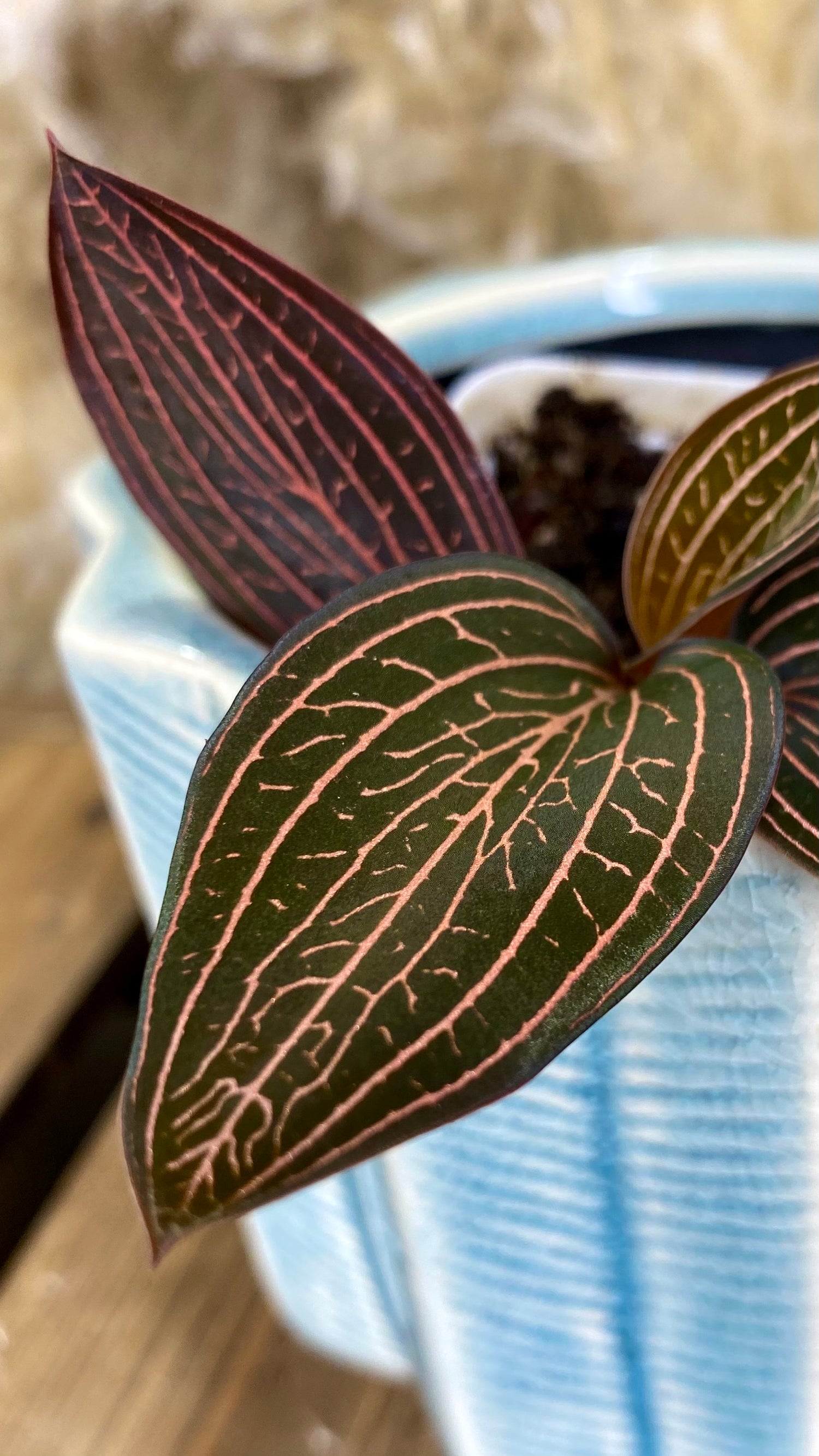 Ludisia Discolor "Spiderman"