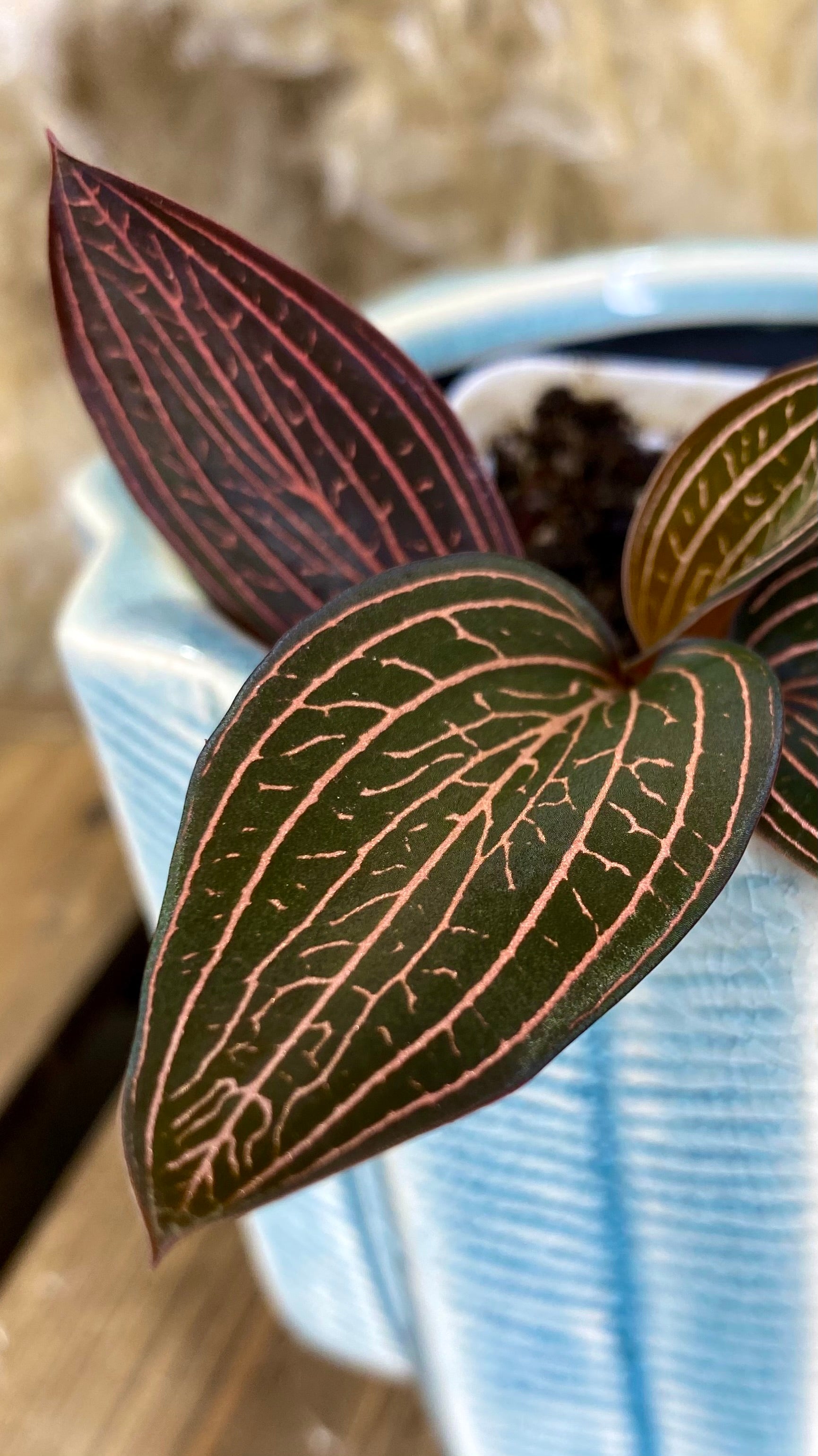 Ludisia Discolor "Spiderman"